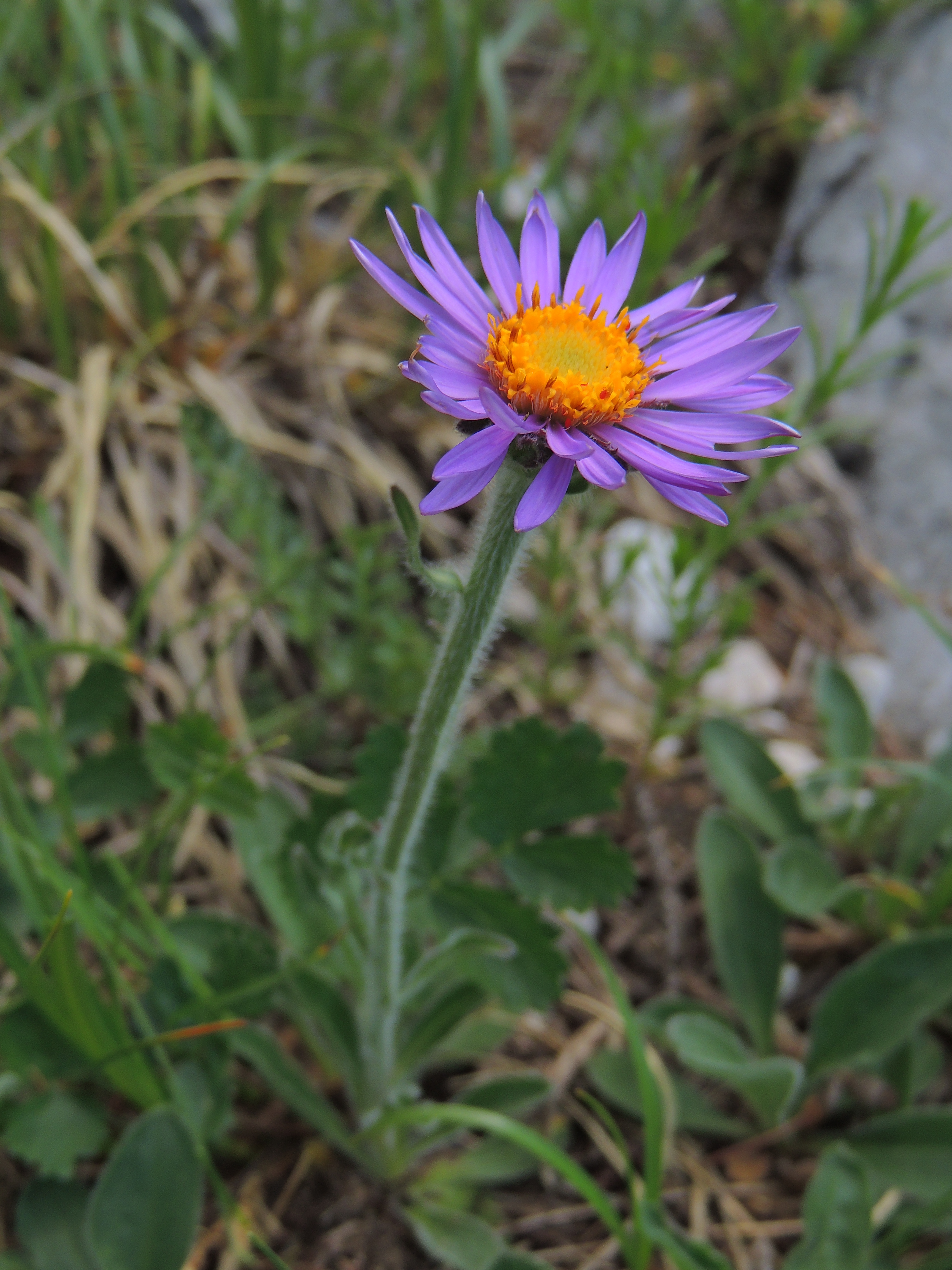 Aster alpinus (35781550505)