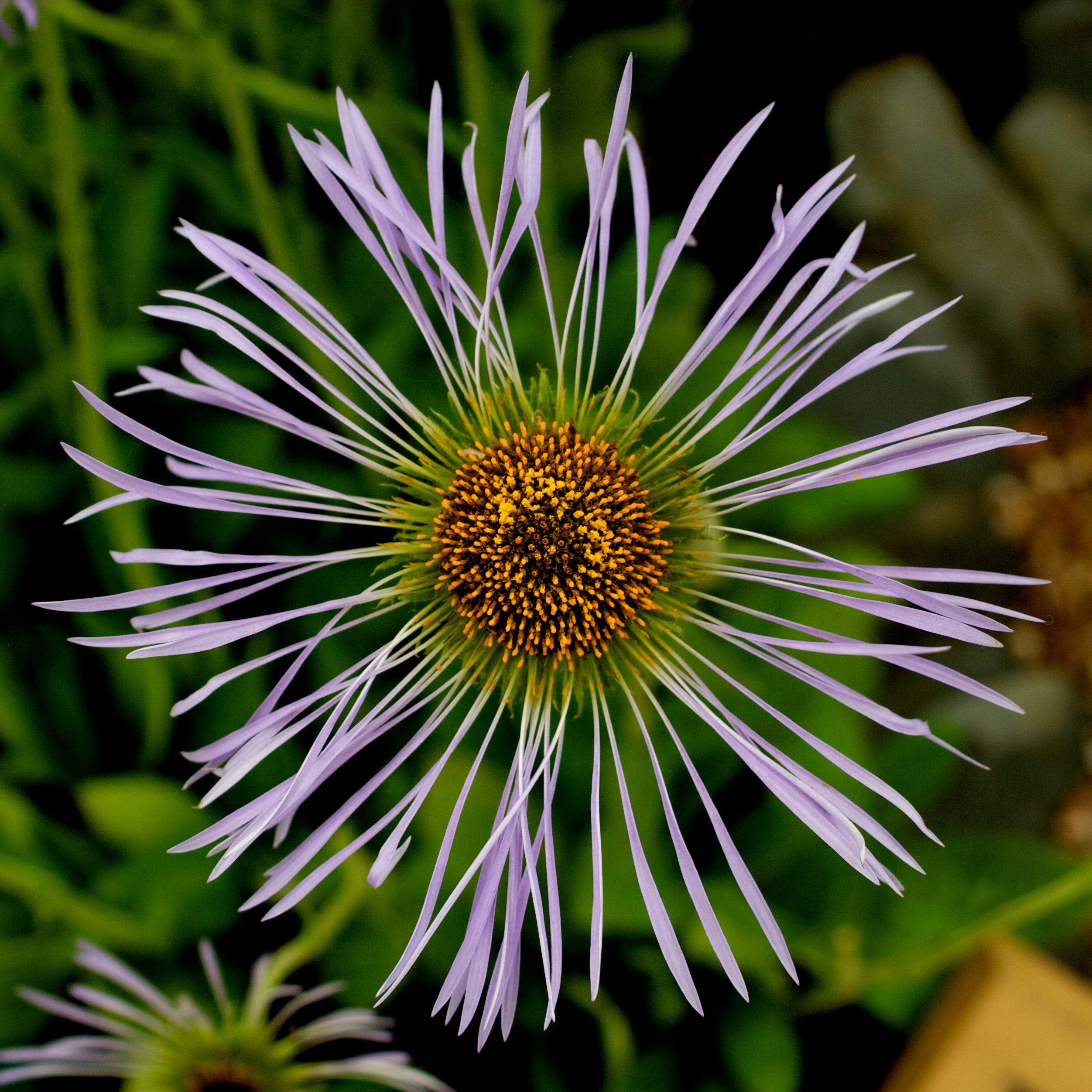 Aster diplostephioides, Tatton Park