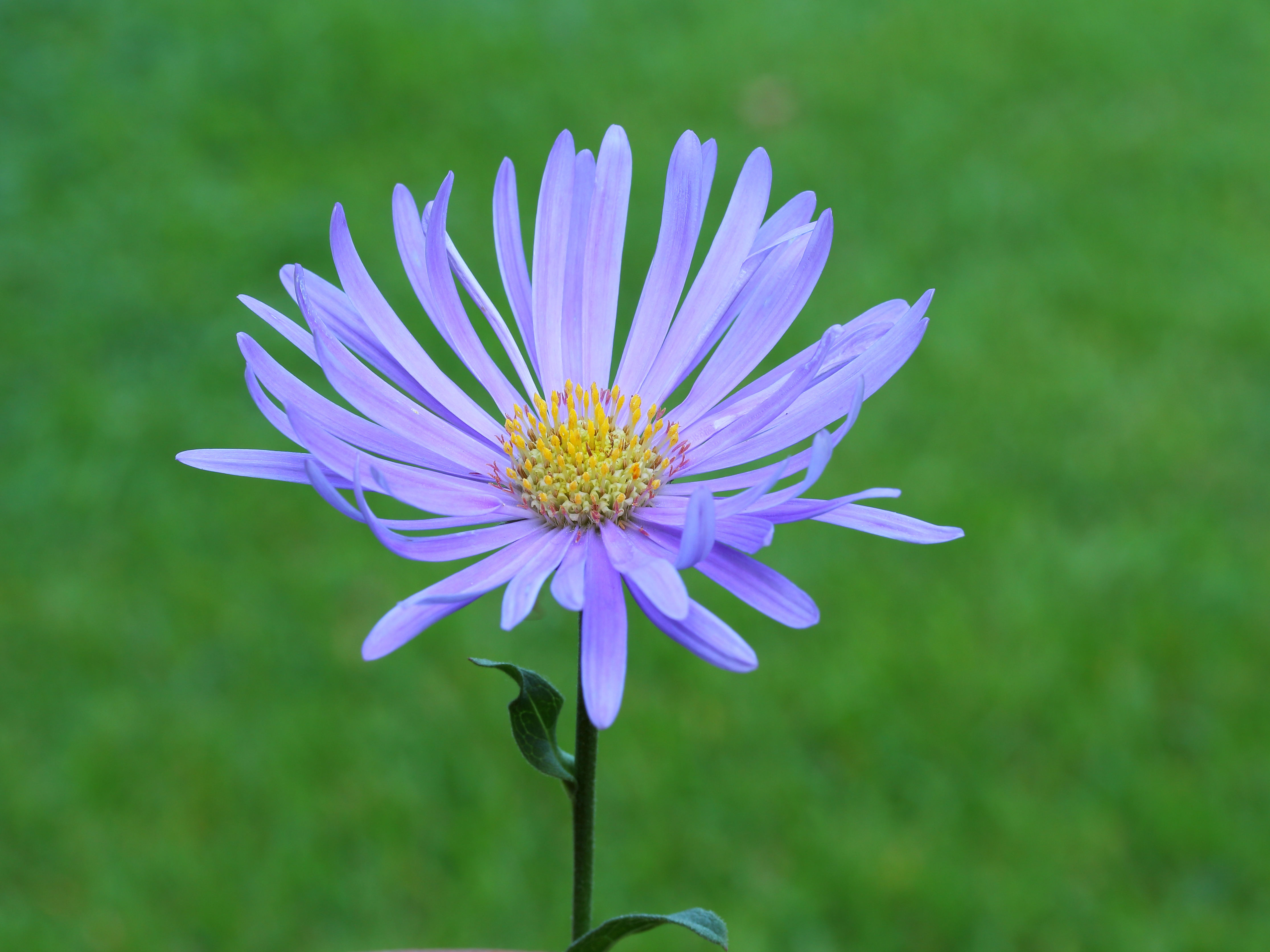Aster thomsonii. Locatie, Tuinreservaat Jonkervallei 01