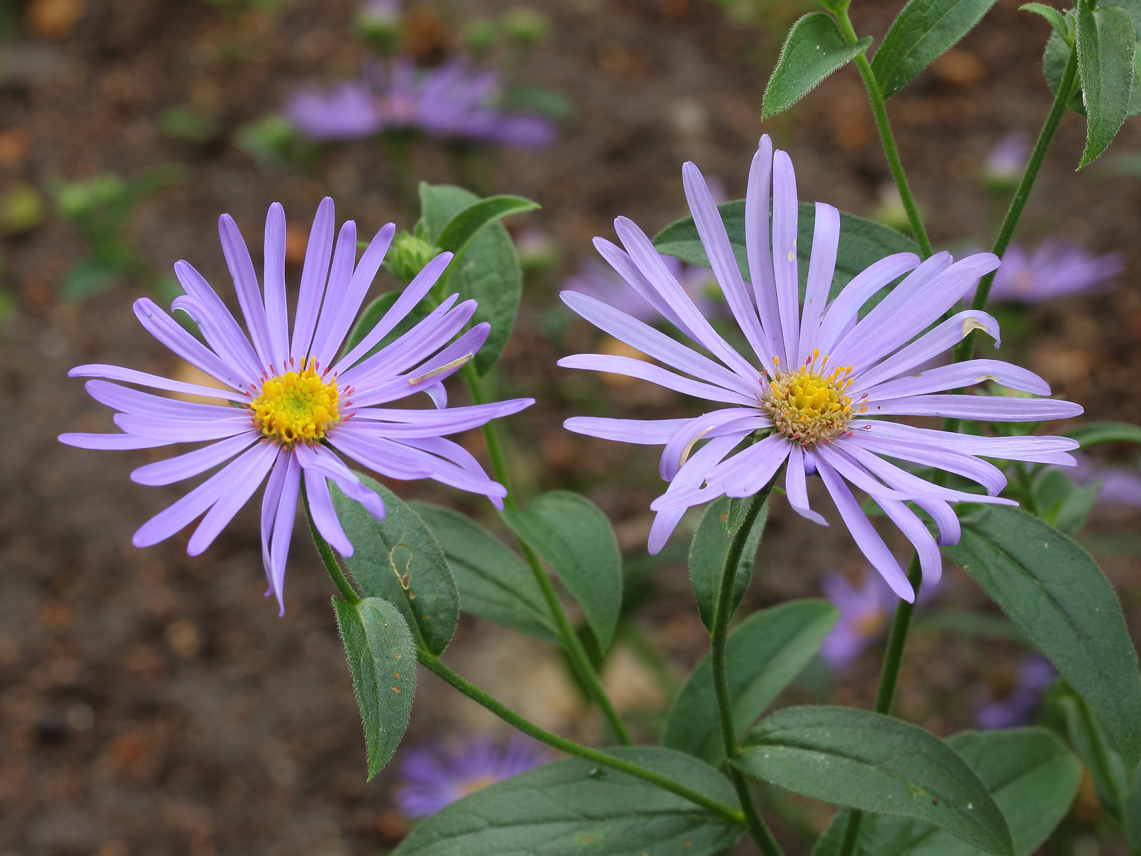 Aster x frikartii 'Mönch' 02