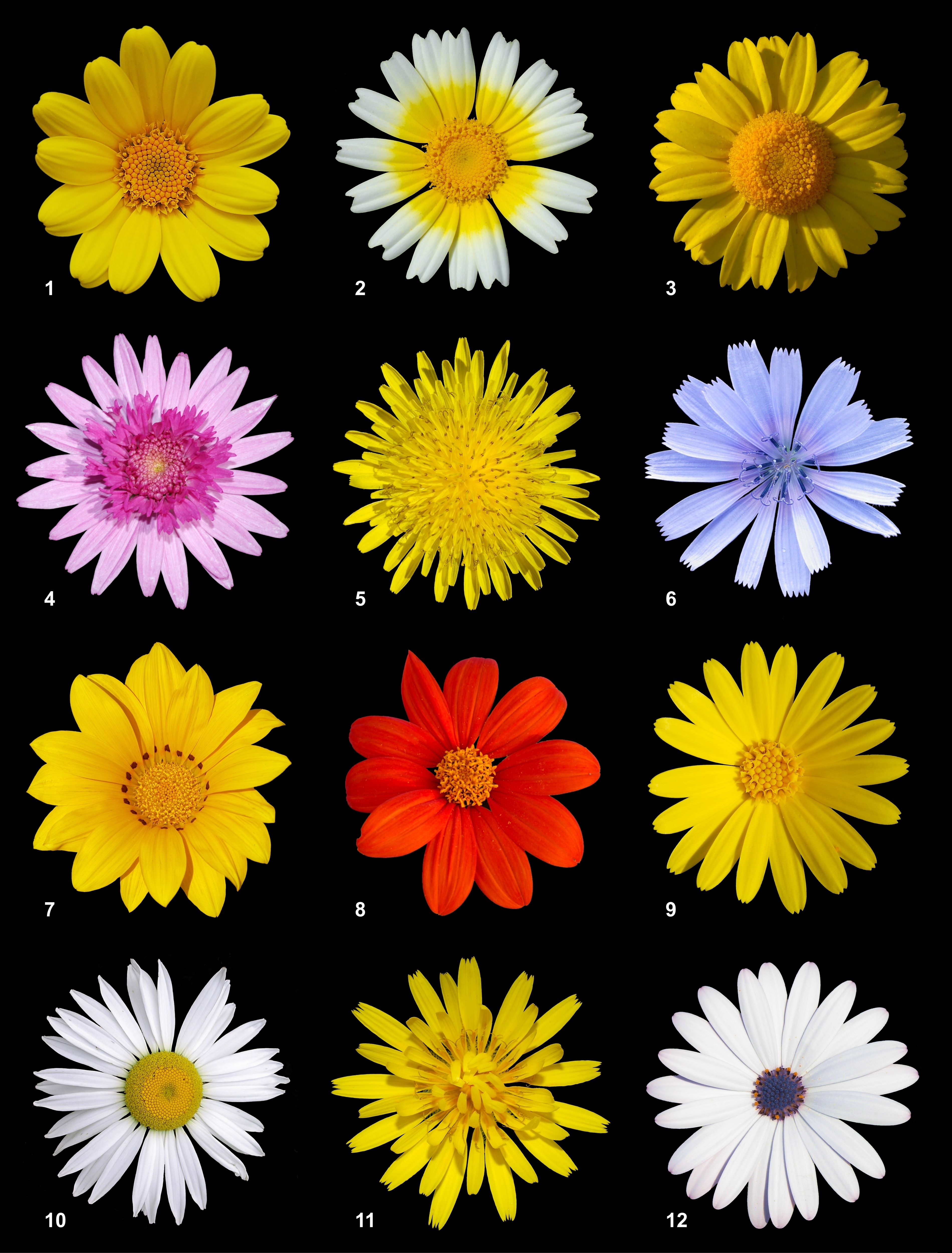 Asteracea poster
