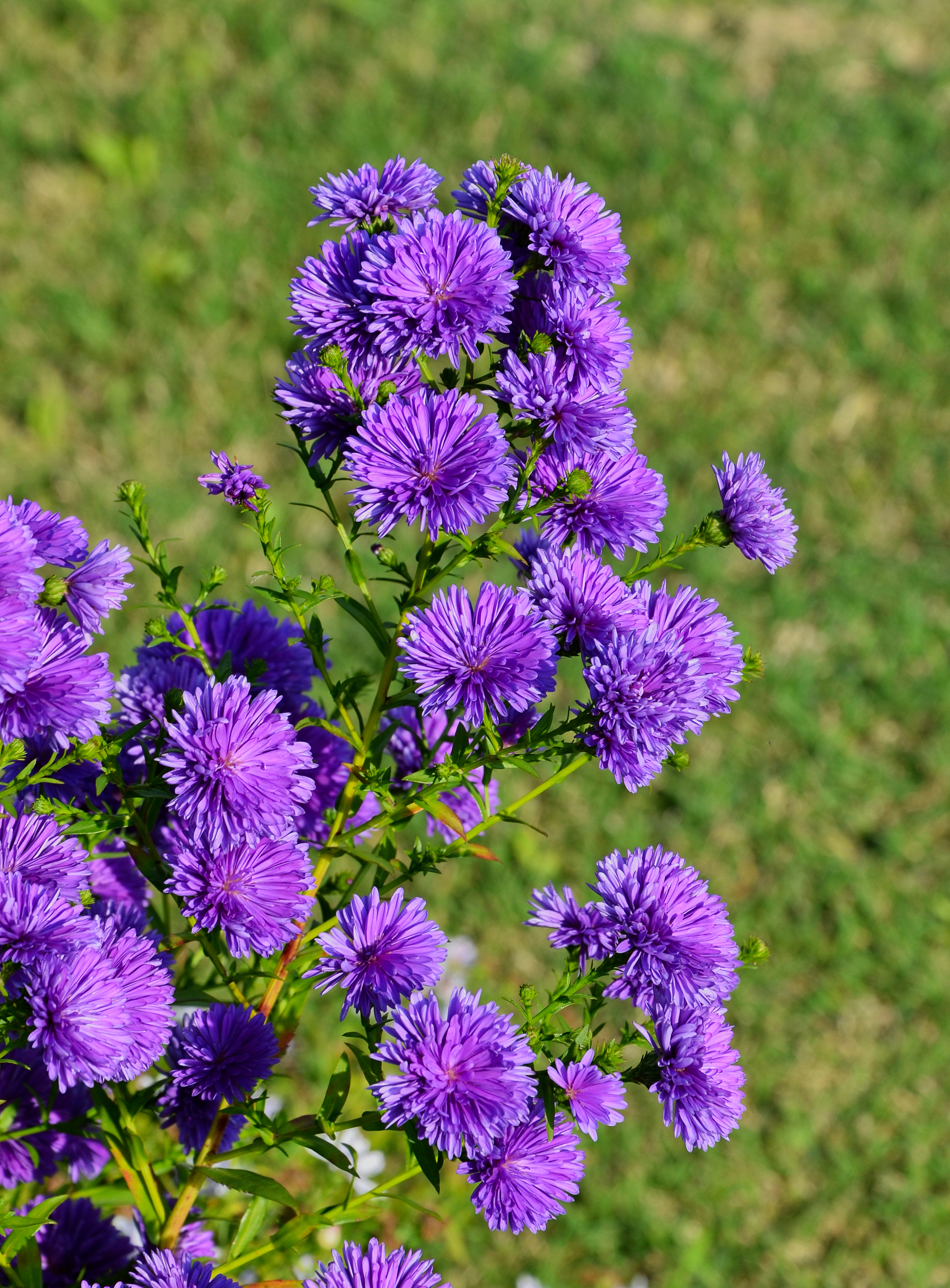 Asters FR 2014