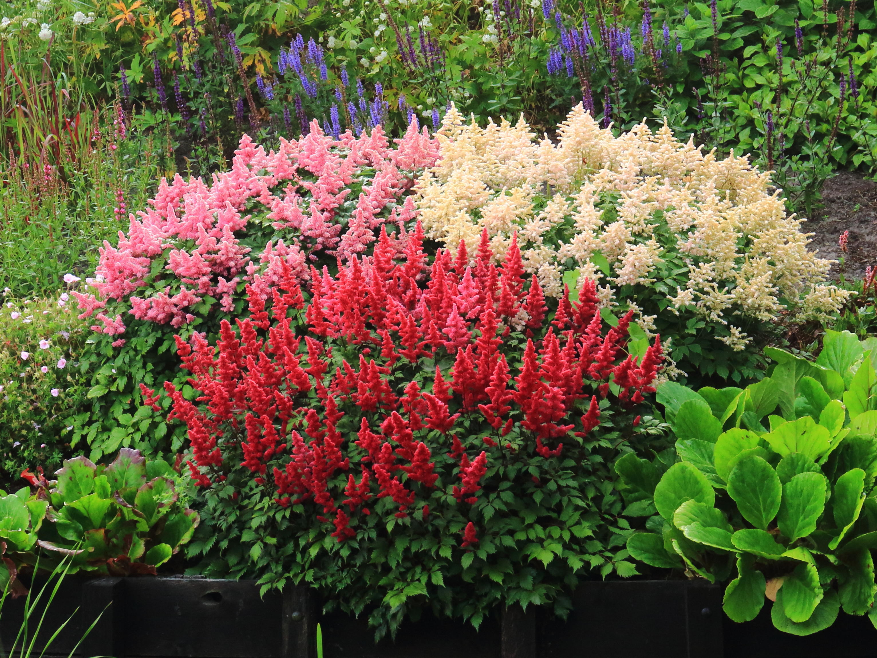 Astilbe 02
