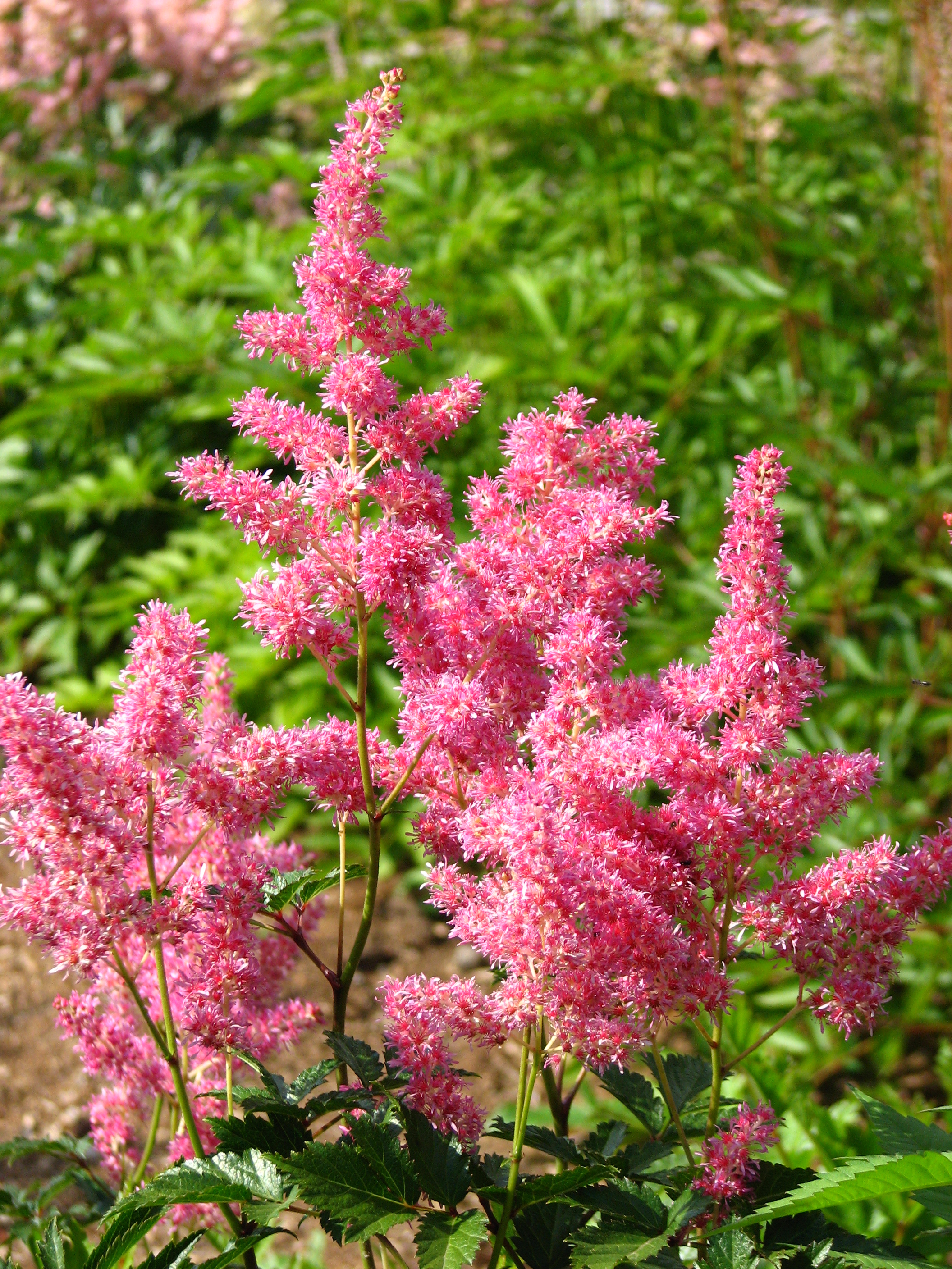 Astilbe 'Rheinland' 01