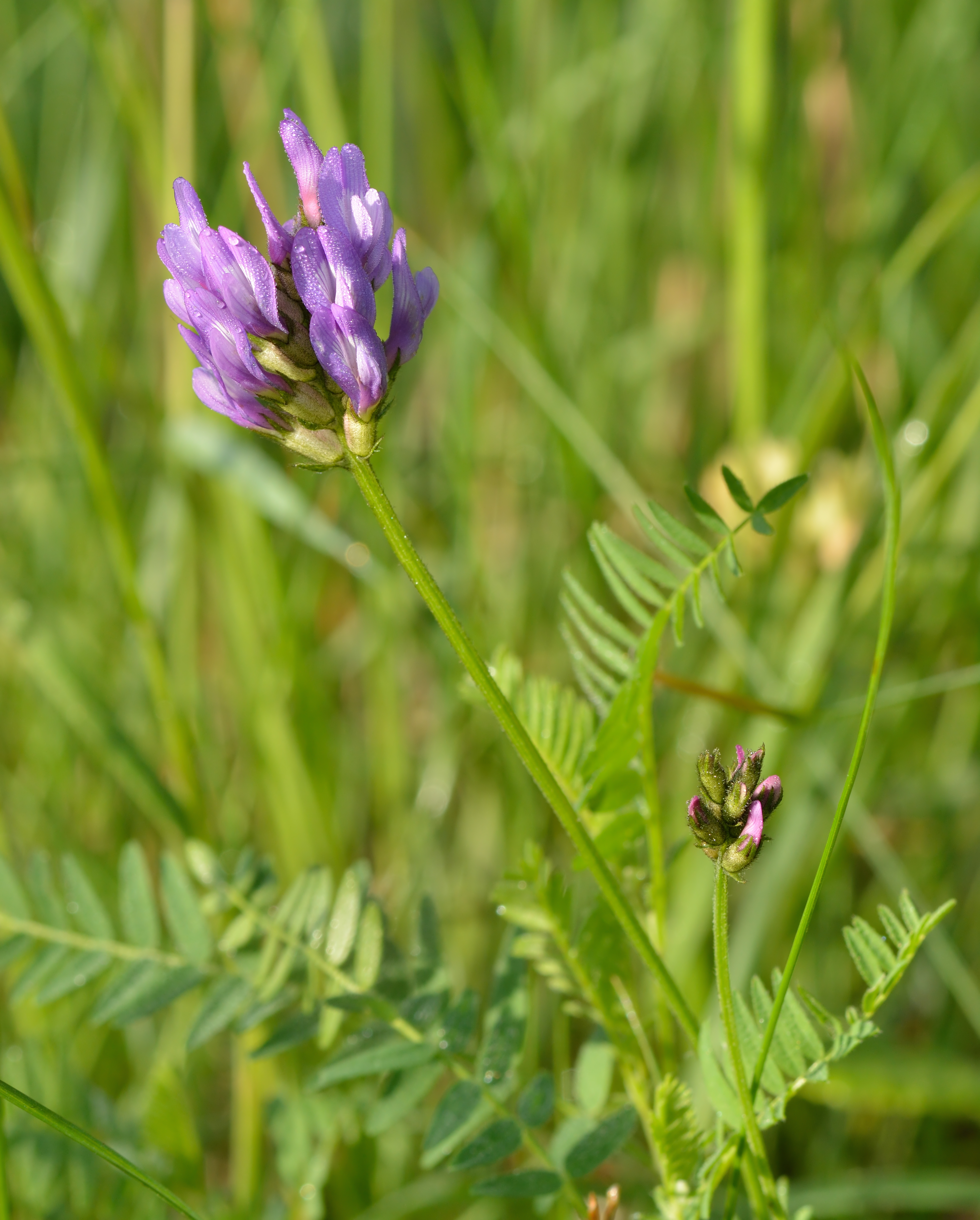 Astragalus danicus - aas-hundihammas
