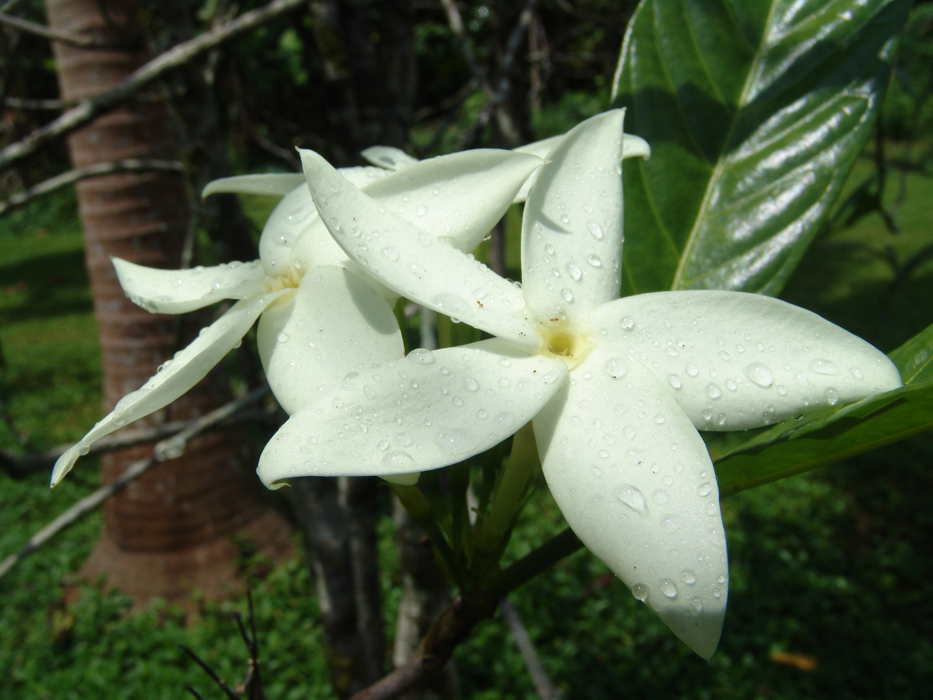 Atractocarpus hirtus