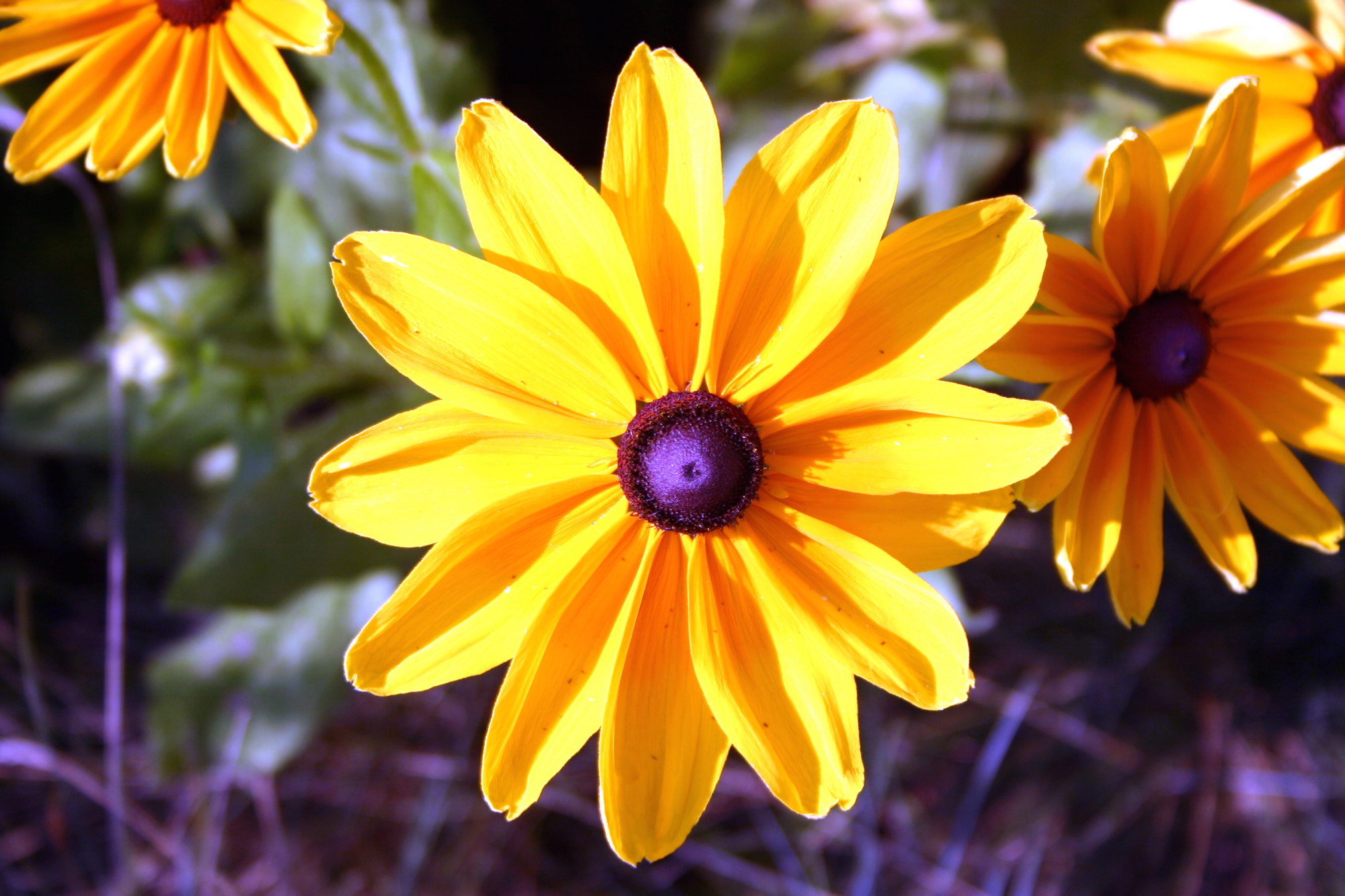 Ault Flowers 012