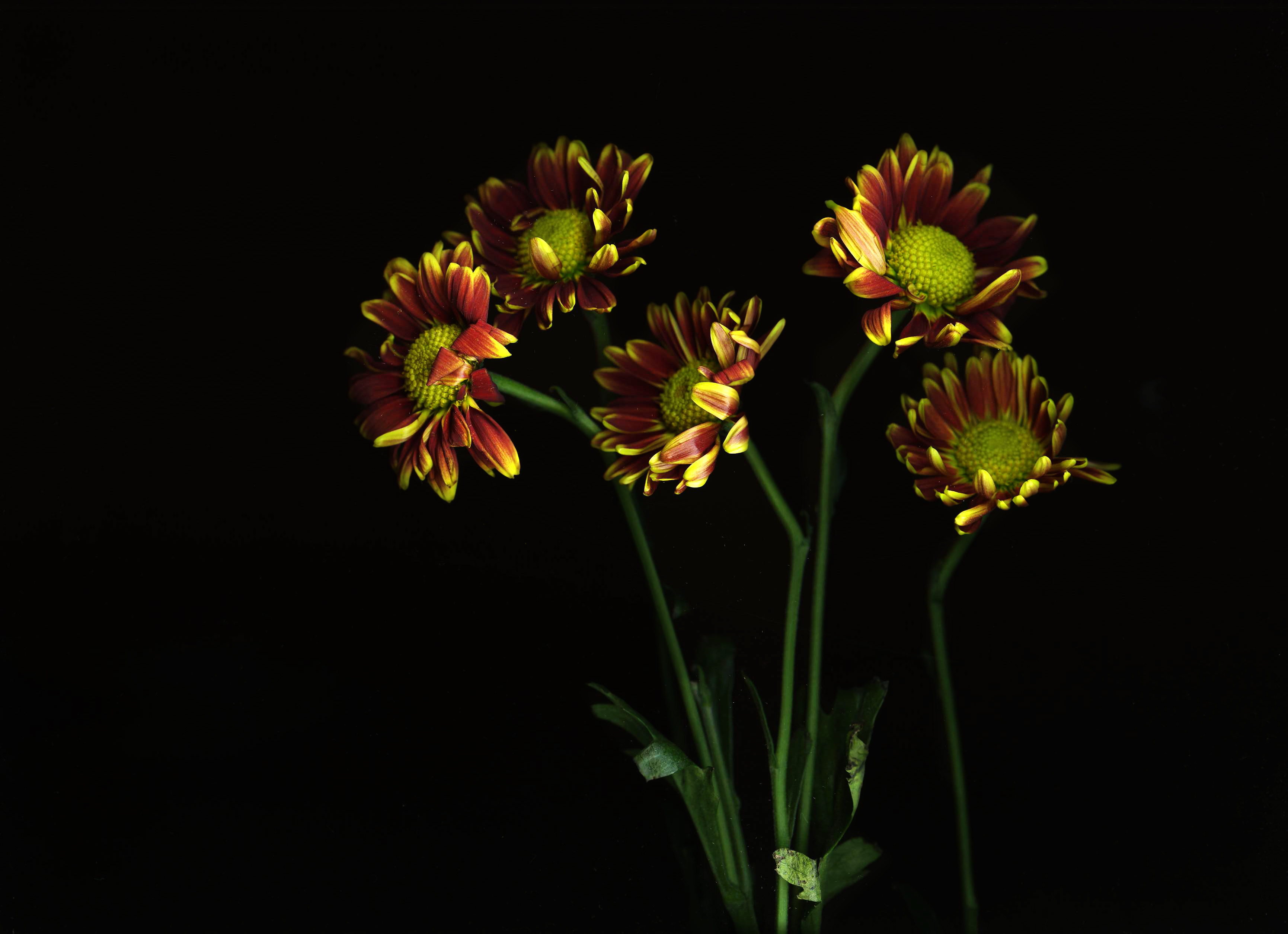 Autumn Daisies (1559526359)