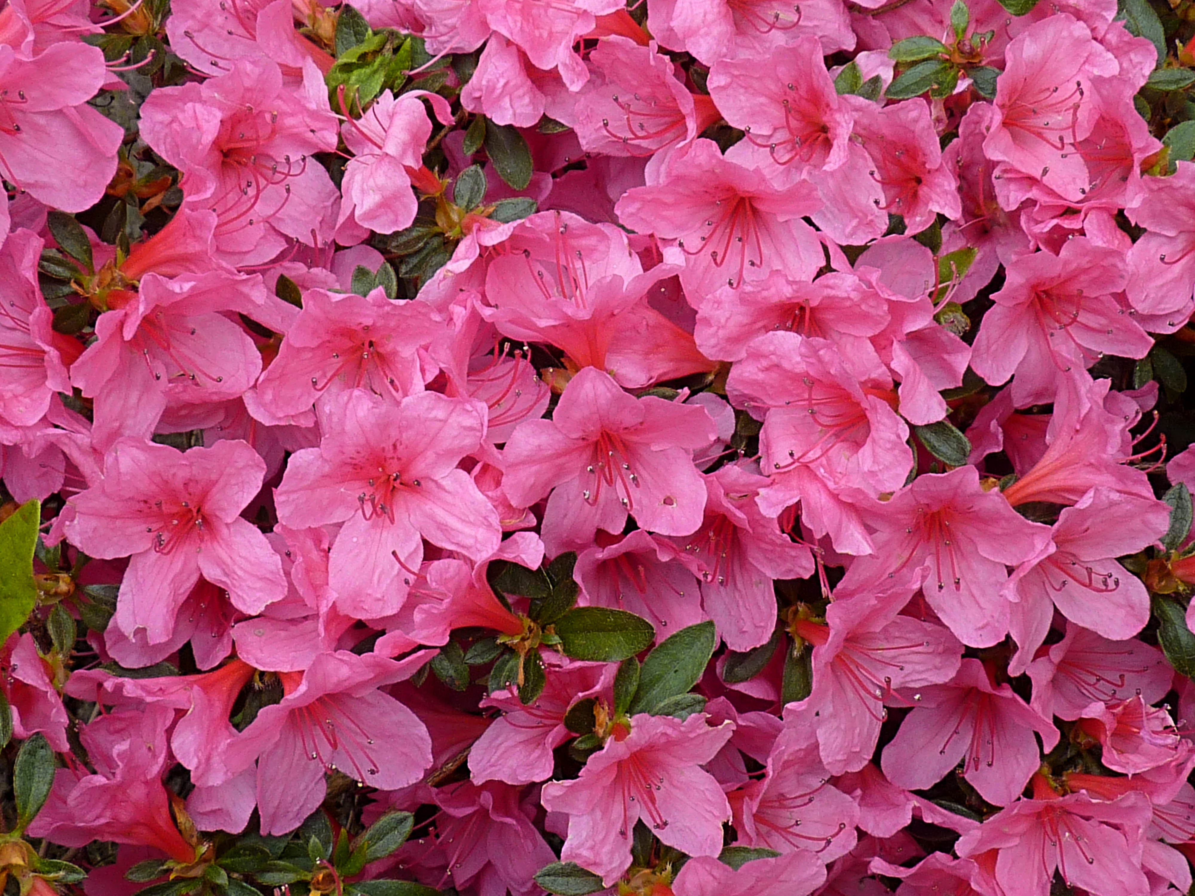 Azalea japonica 'Madame Van Hecke' J1