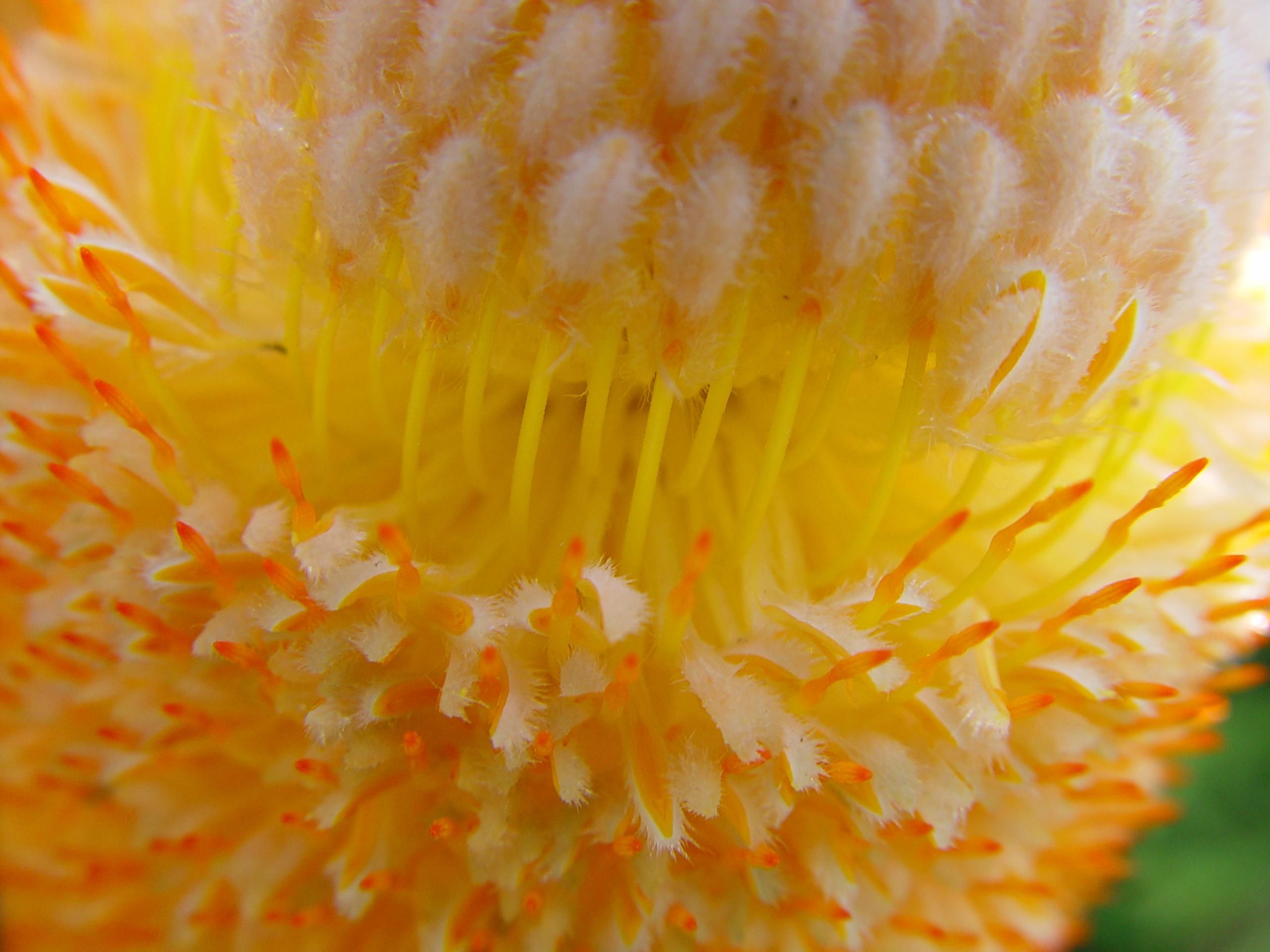 Banksia flower banksia serrata close up