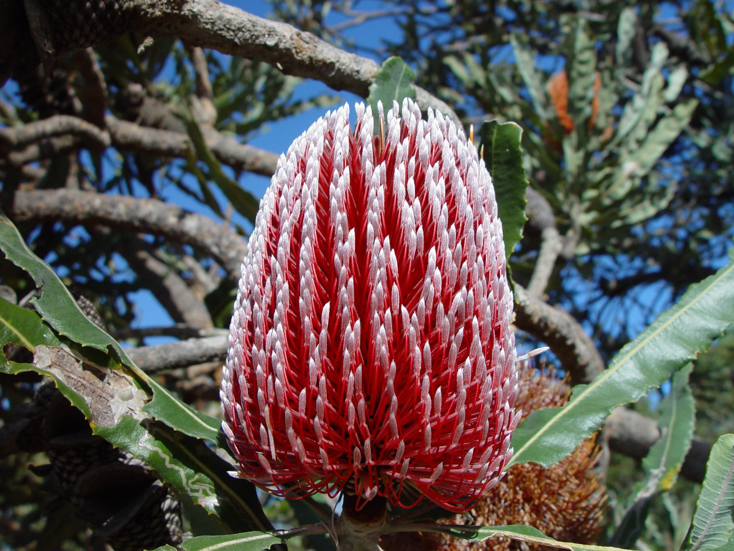 Banksia flower red