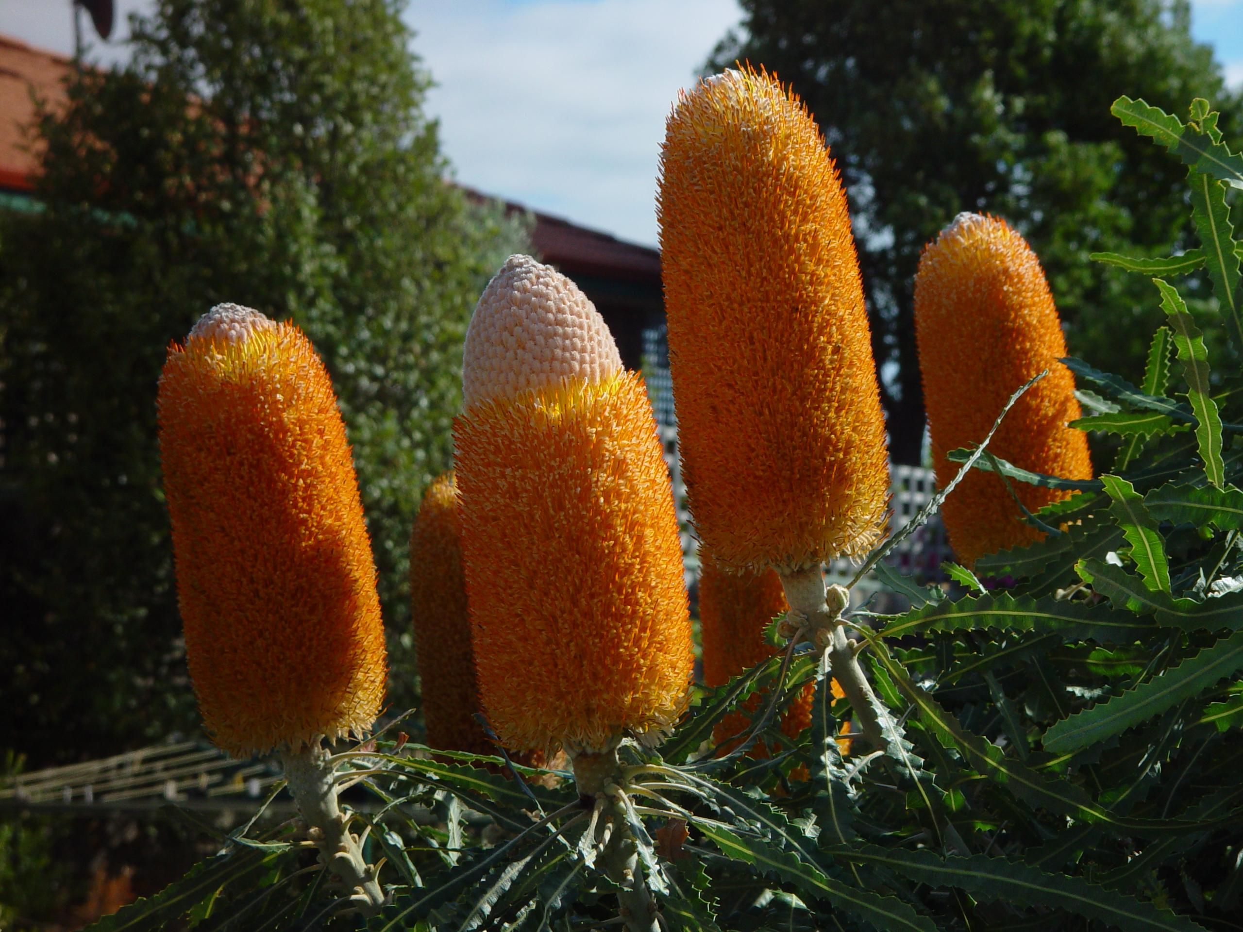 Banksia flowers plant orange
