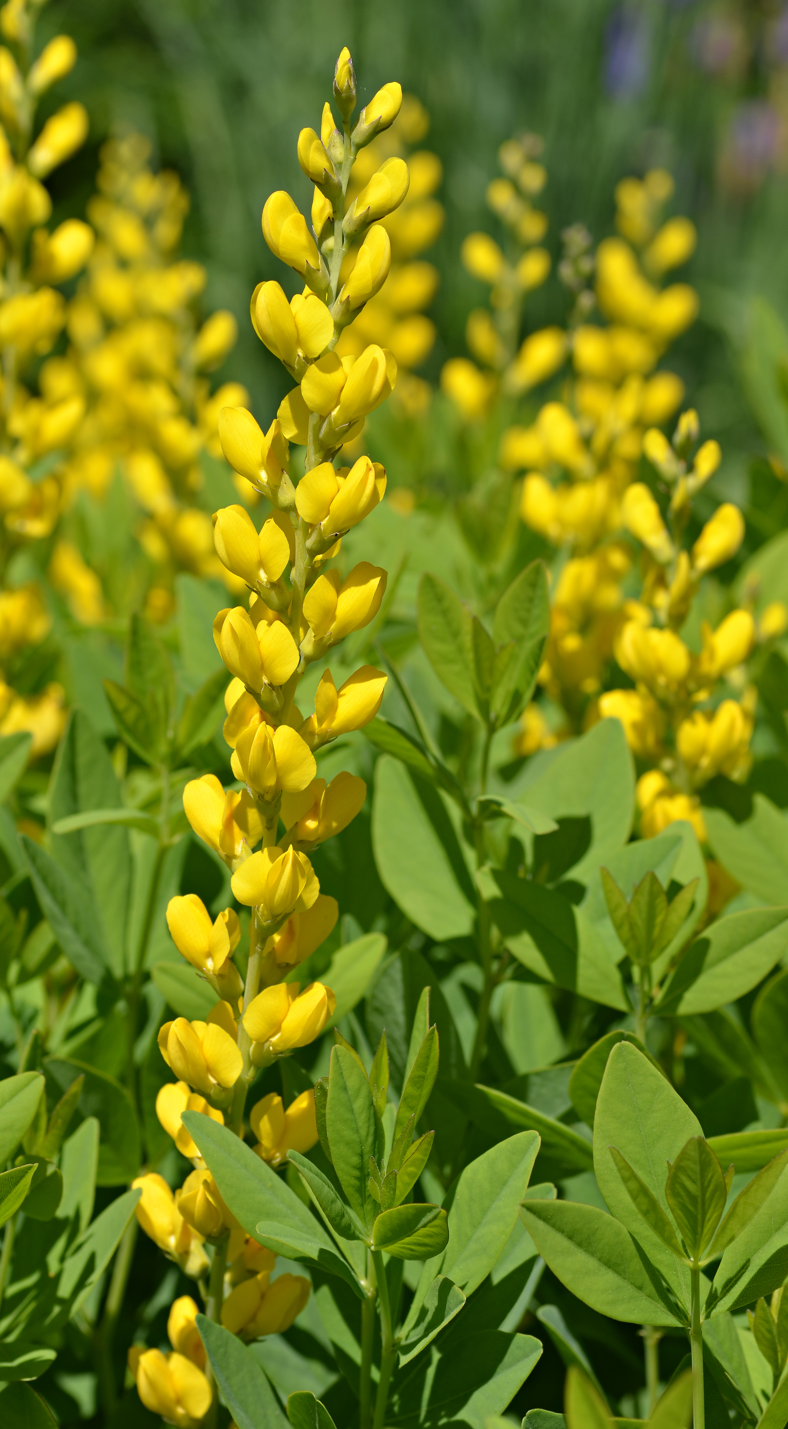Baptisia 'Screaming Yellow' Flowers