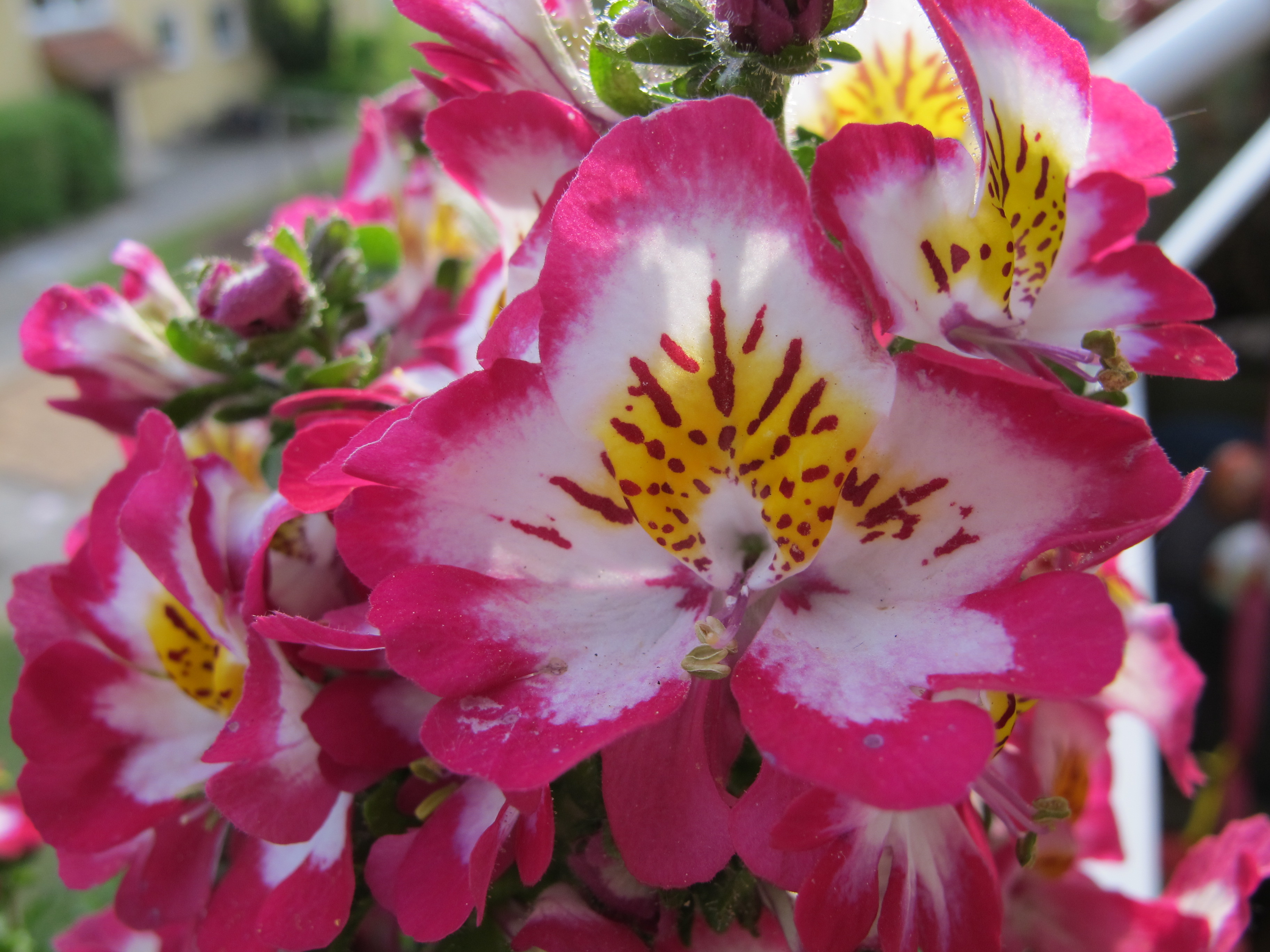 Bauernorchidee - Schizanthus wisetonensis 01