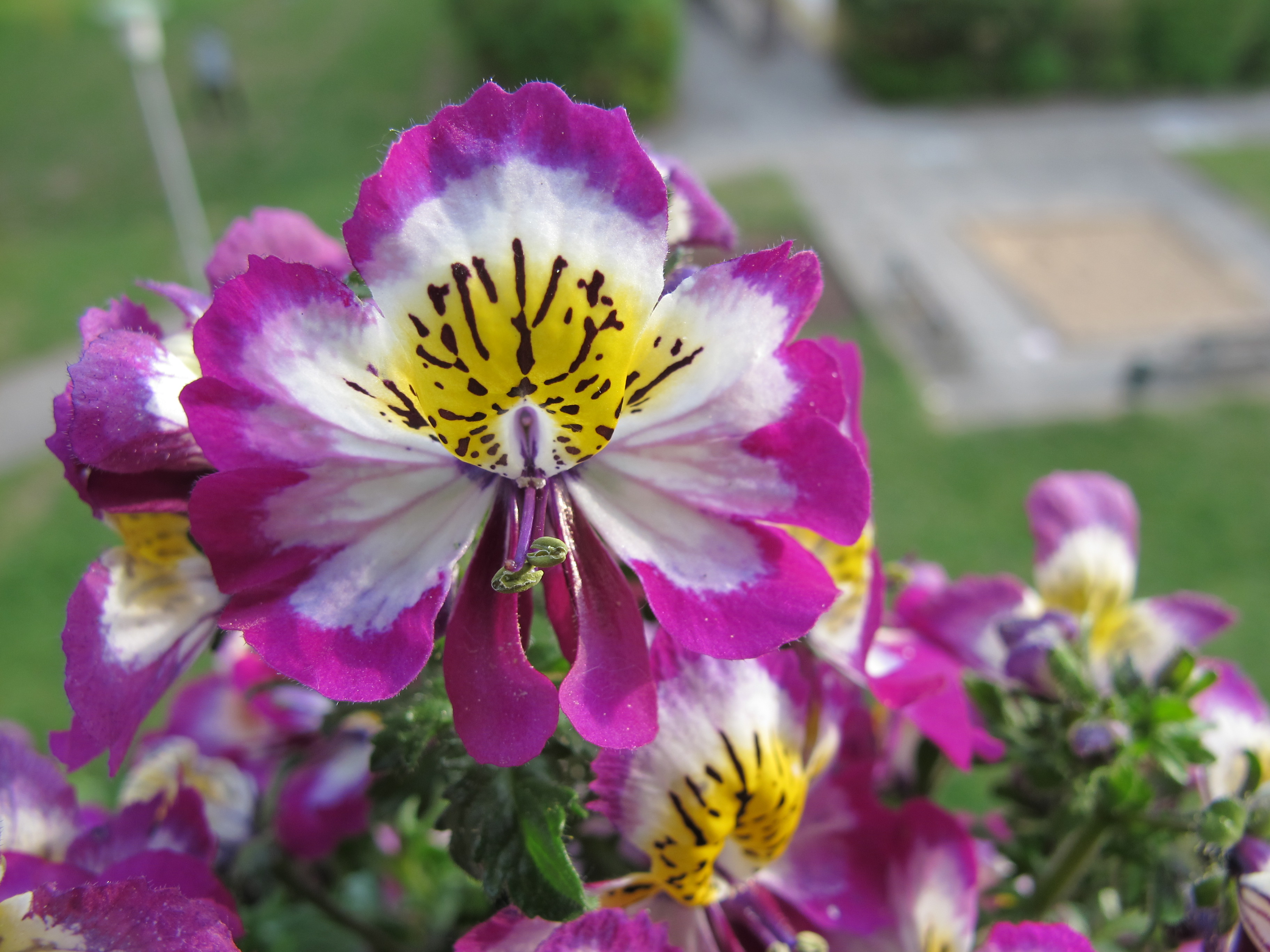 Bauernorchidee - Schizanthus wisetonensis 02