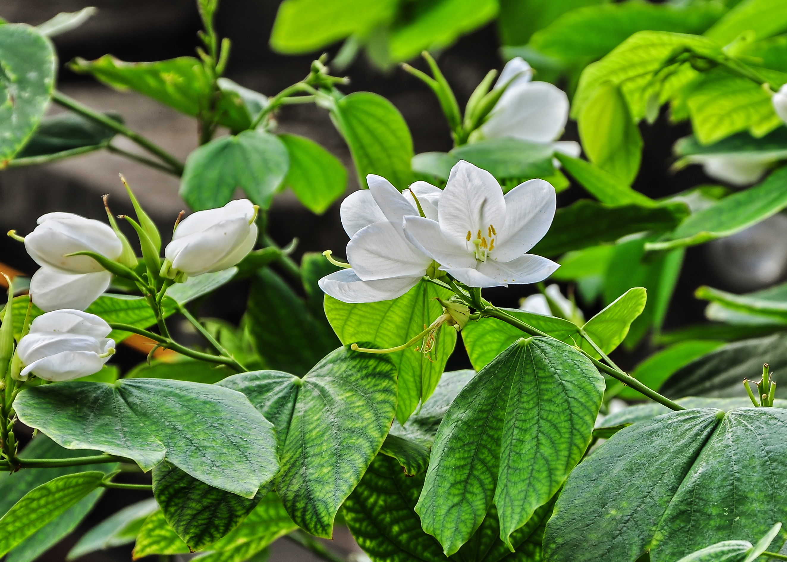 Bauhinia acuminata 05052014 (1)