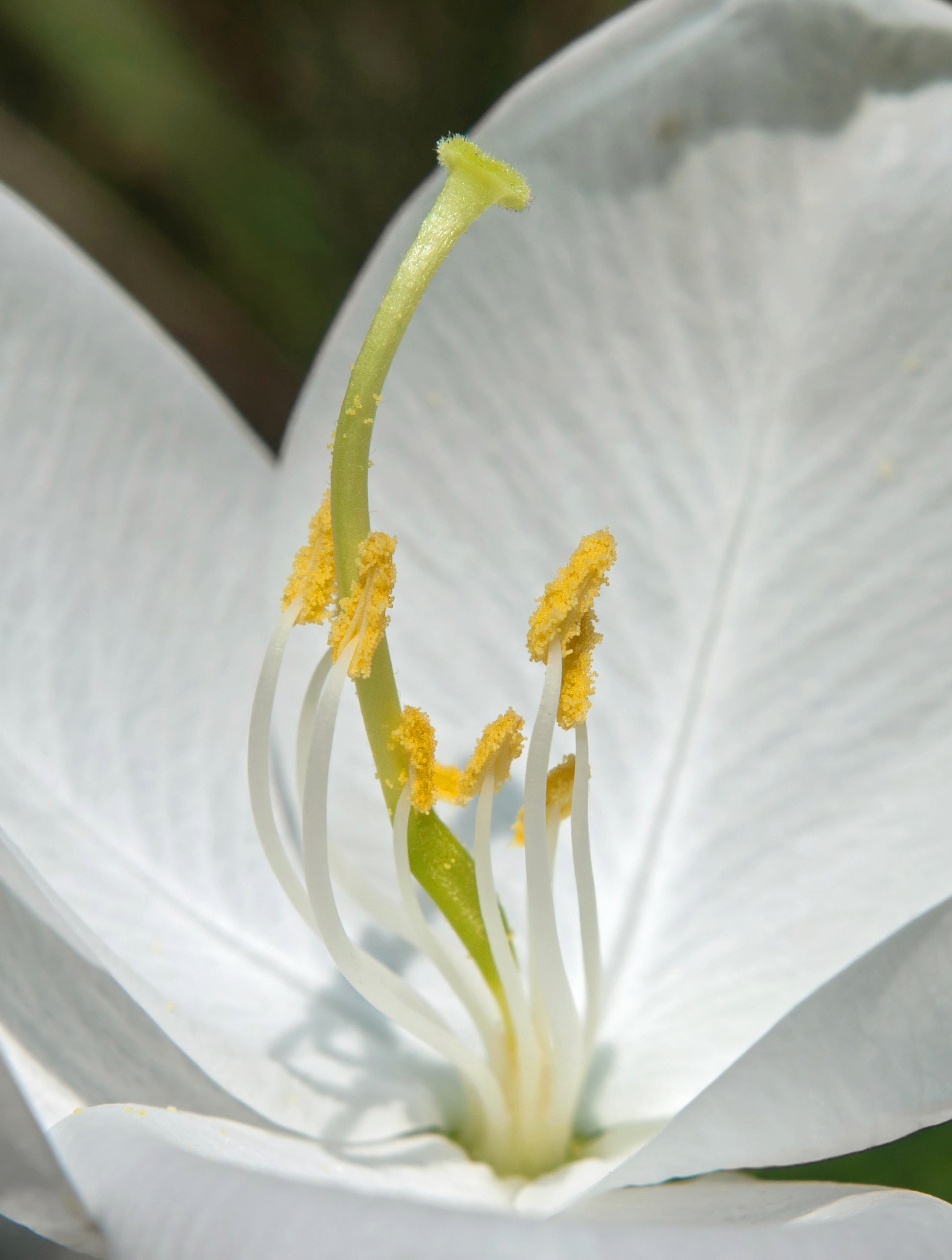 Bauhinia acuminata 18072014 (3)