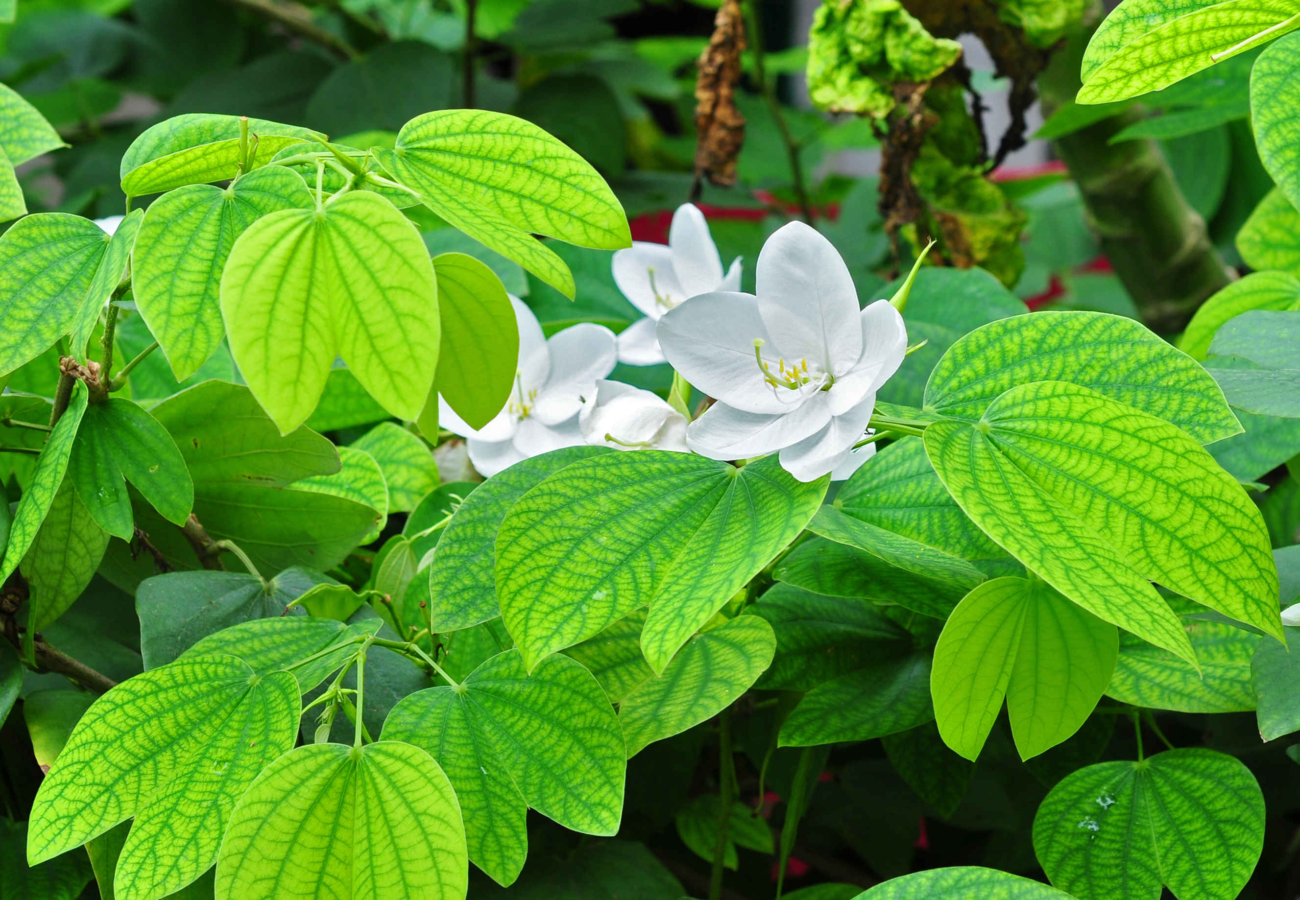 Bauhinia acuminata 24 08 2012 02