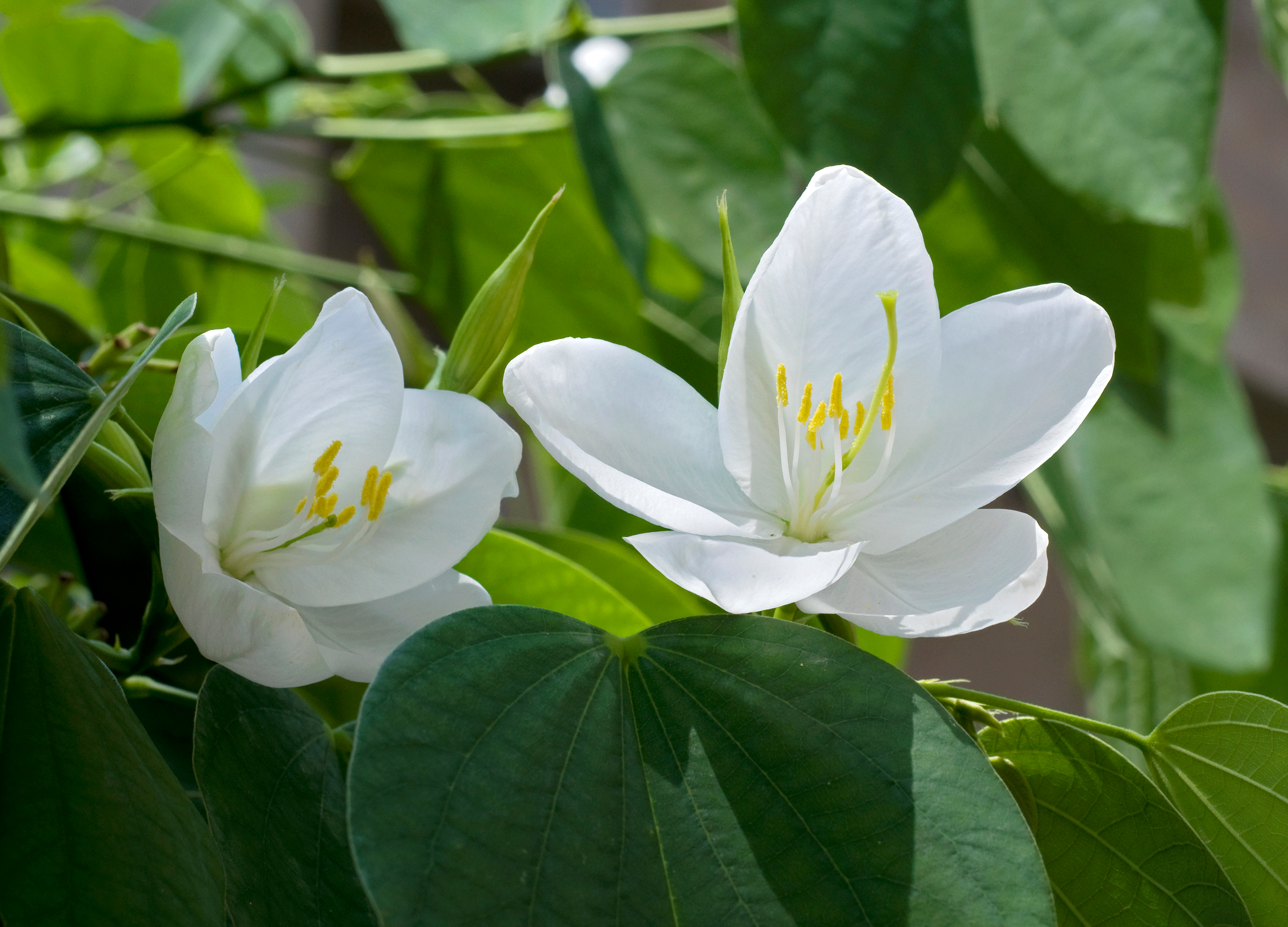 Bauhinia acuminata 31 08 2012 (1)