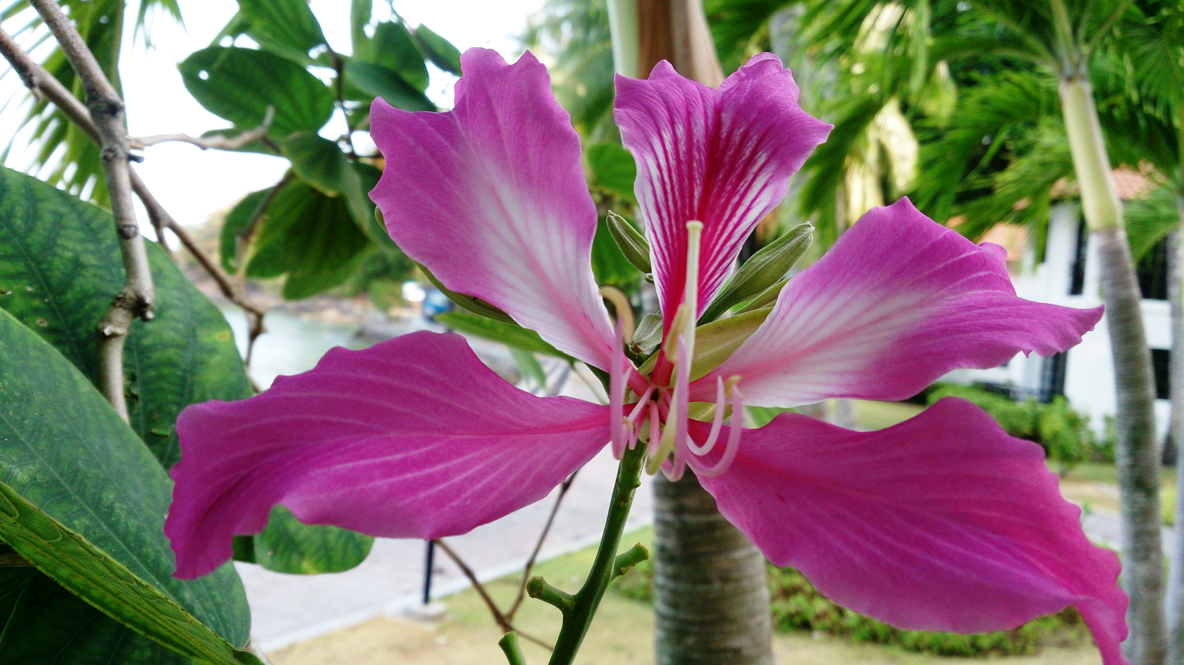 Bauhinia blakeana flower 2