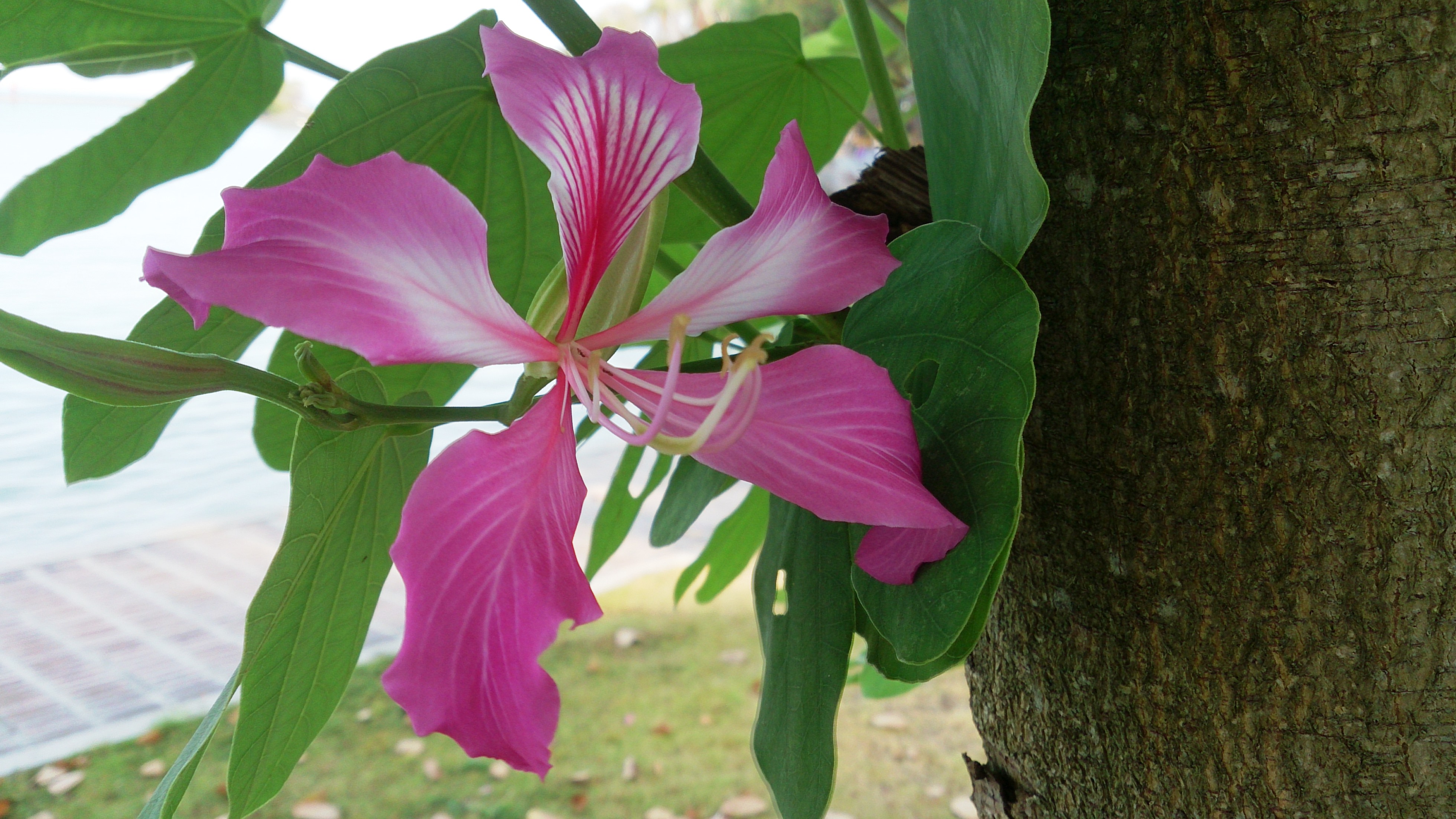 Bauhinia blakeana flower 6