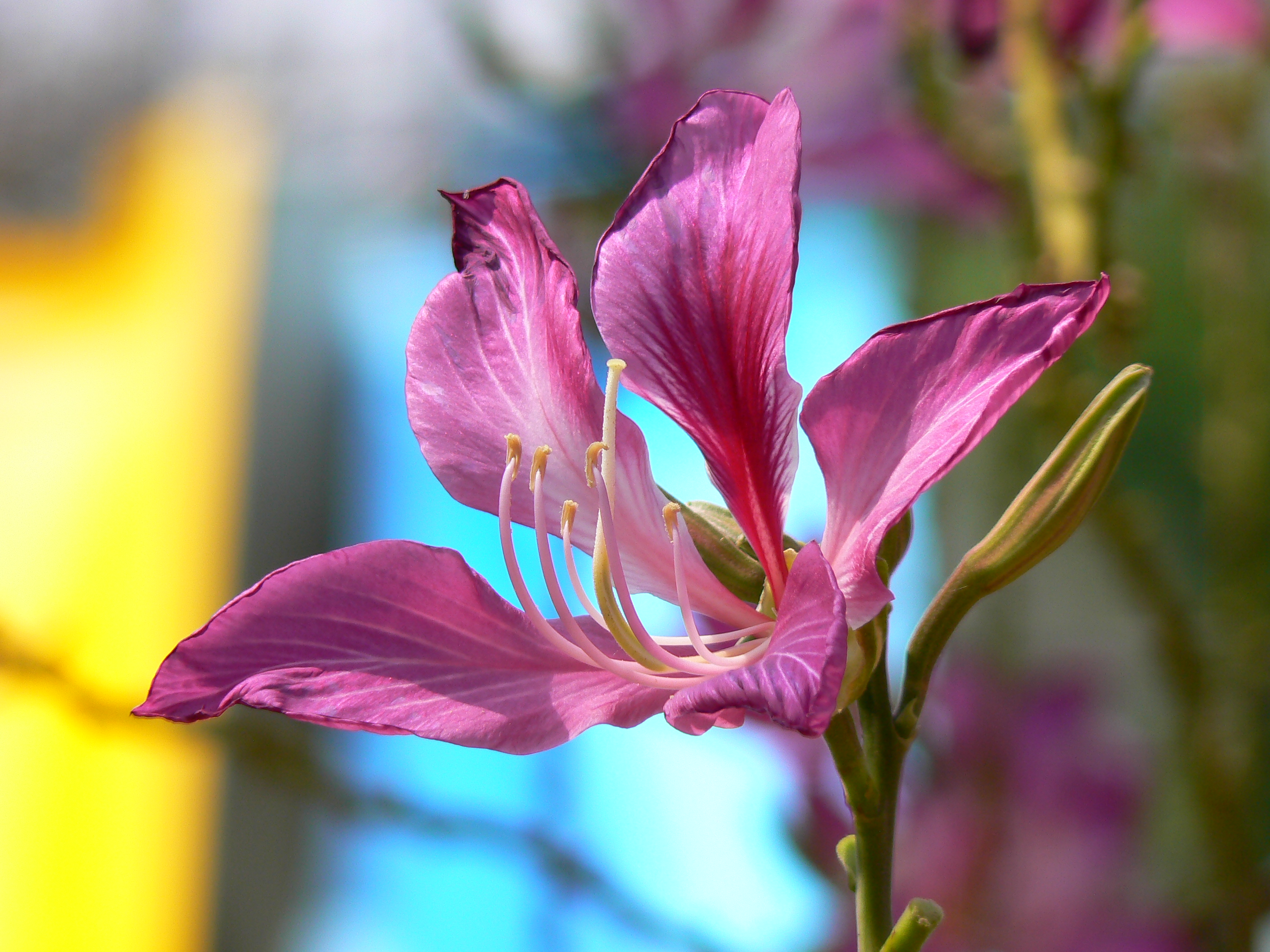 Bauhinia x blakeana (433847303)