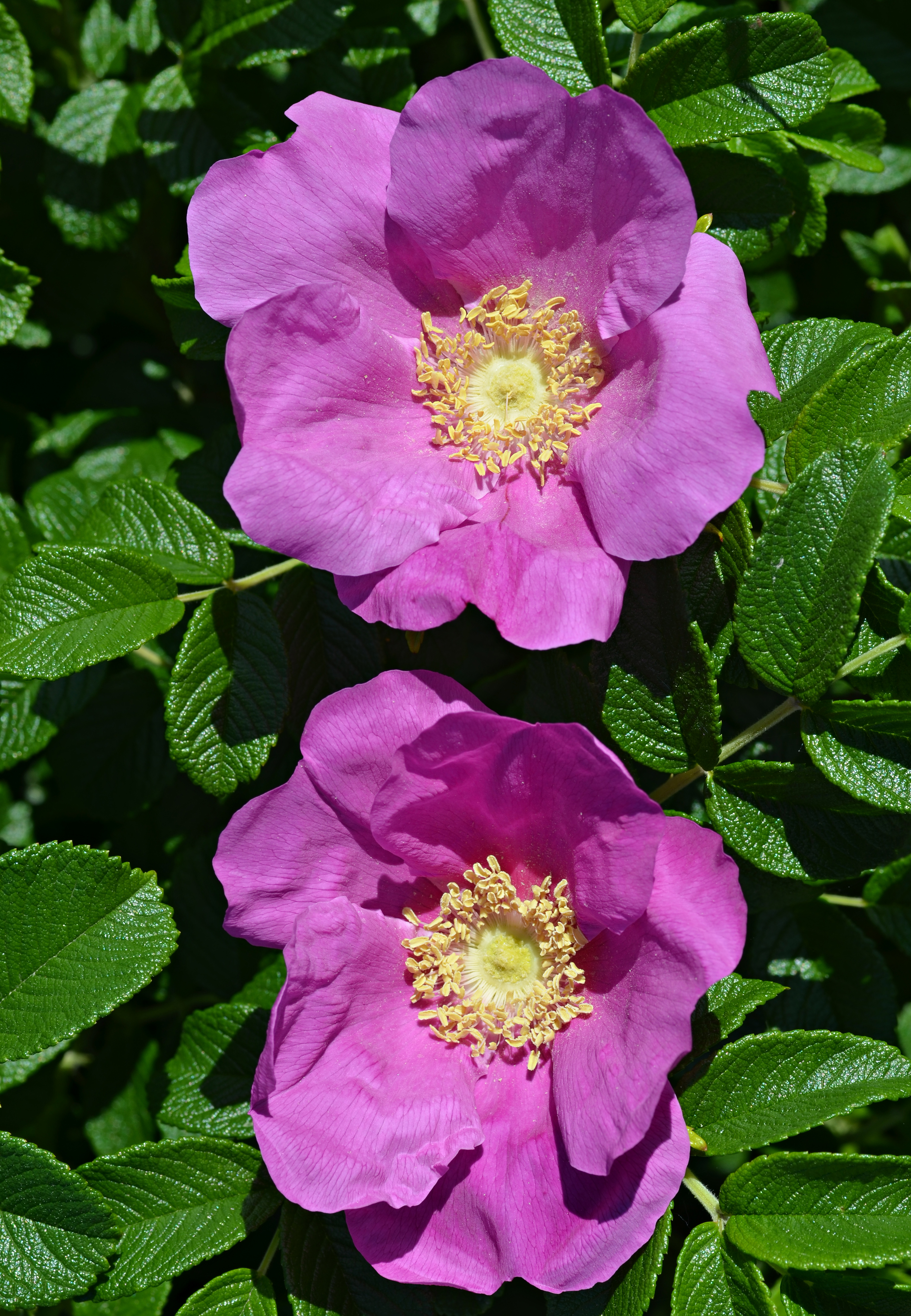 Beach Rose Rosa rugosa Two Flowers