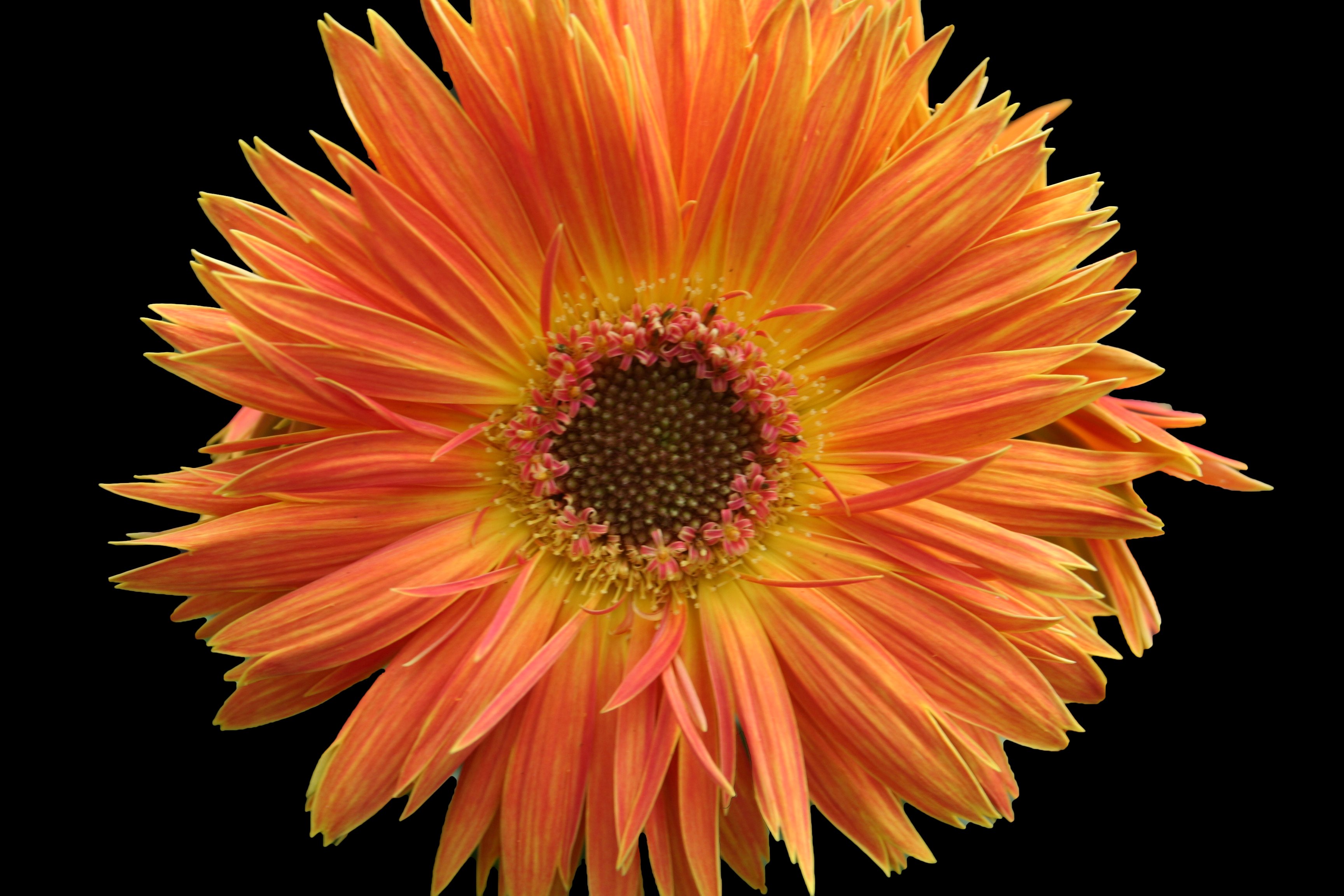 Beautiful-orange-daisy-flower - West Virginia - ForestWander