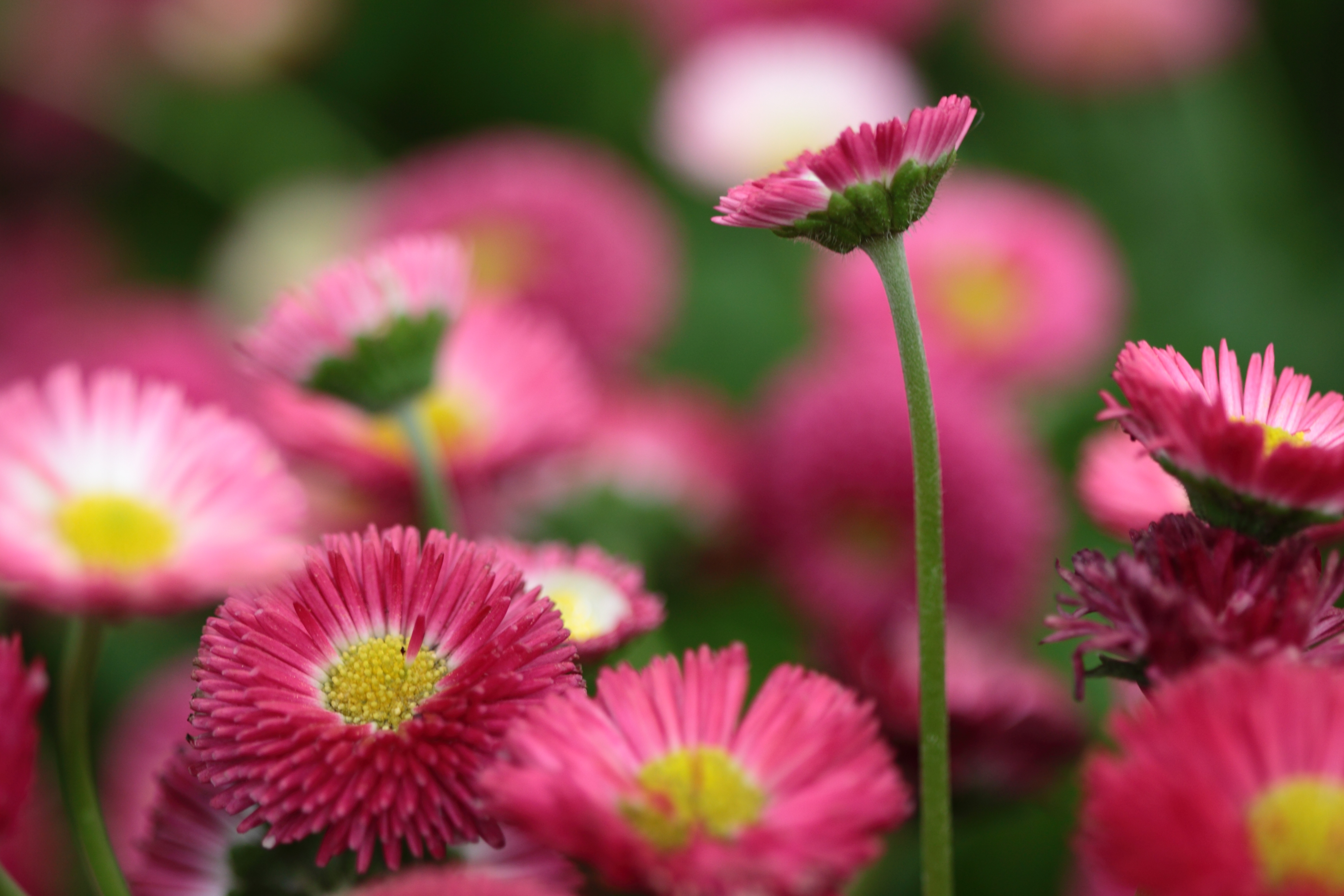 Bellis Perennis (3483202025)