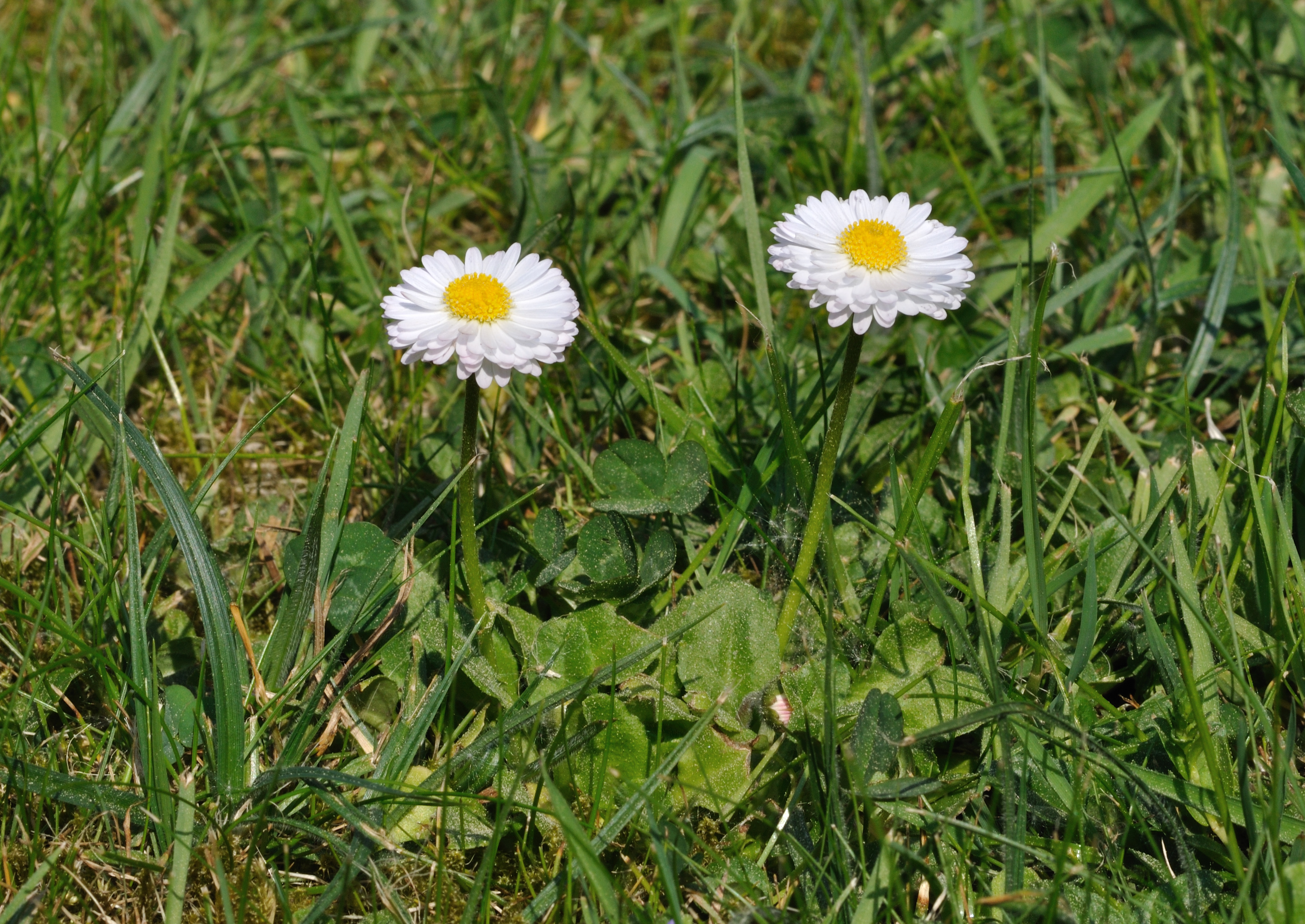 Bellis perennis qtl5
