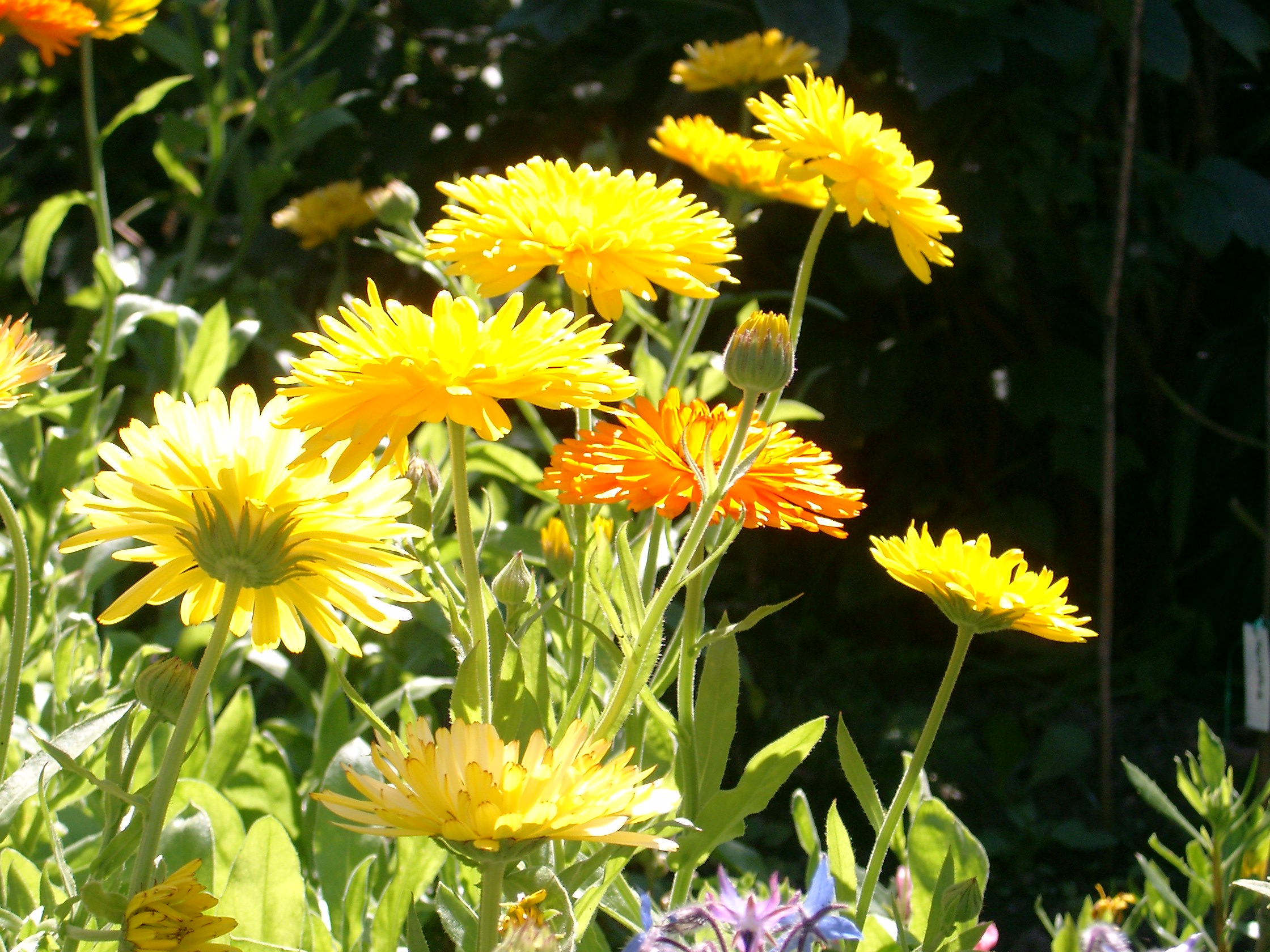 Benkid77 Garden Flowers1 070807