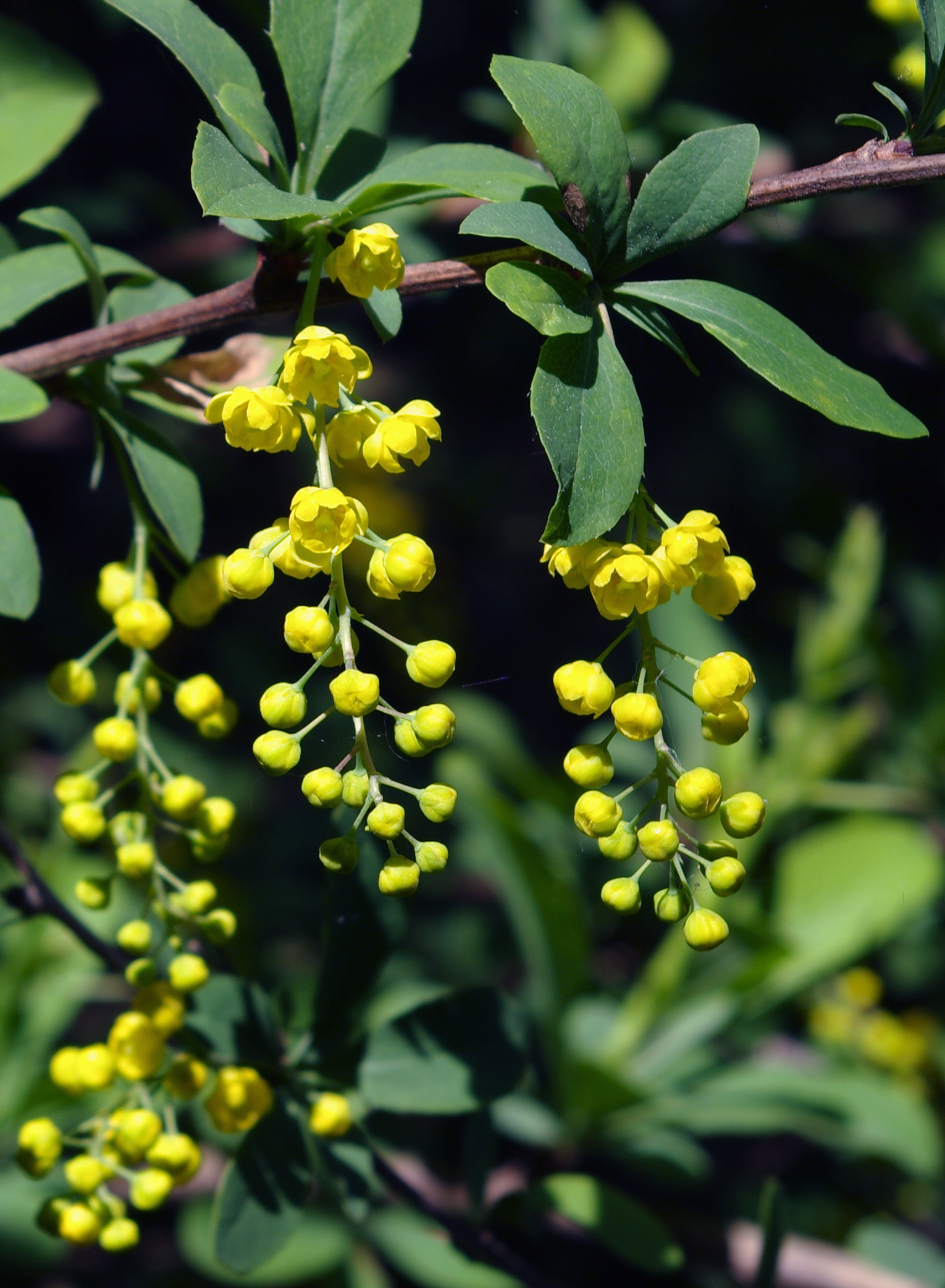 Berberis chinensis