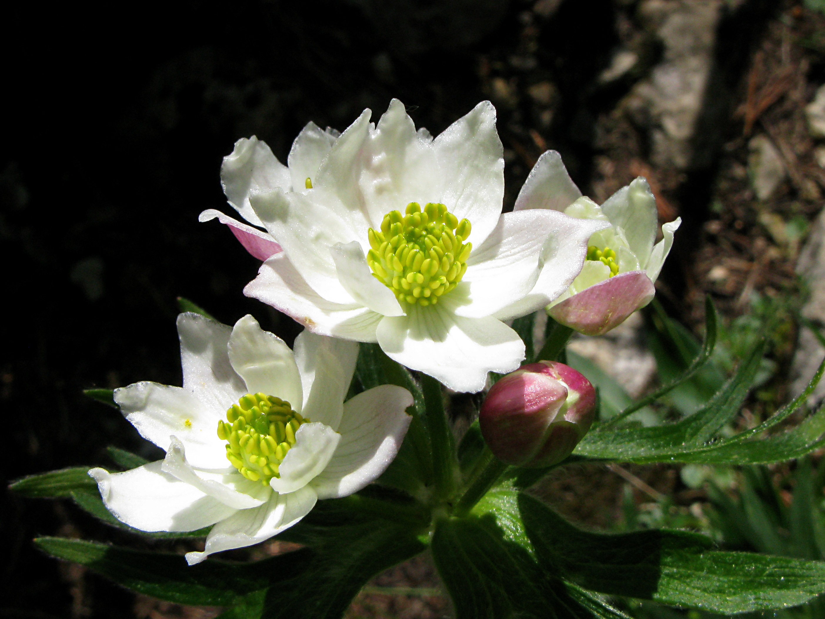 Berghähnlein (Anemone narcissiflora) Blüten nah
