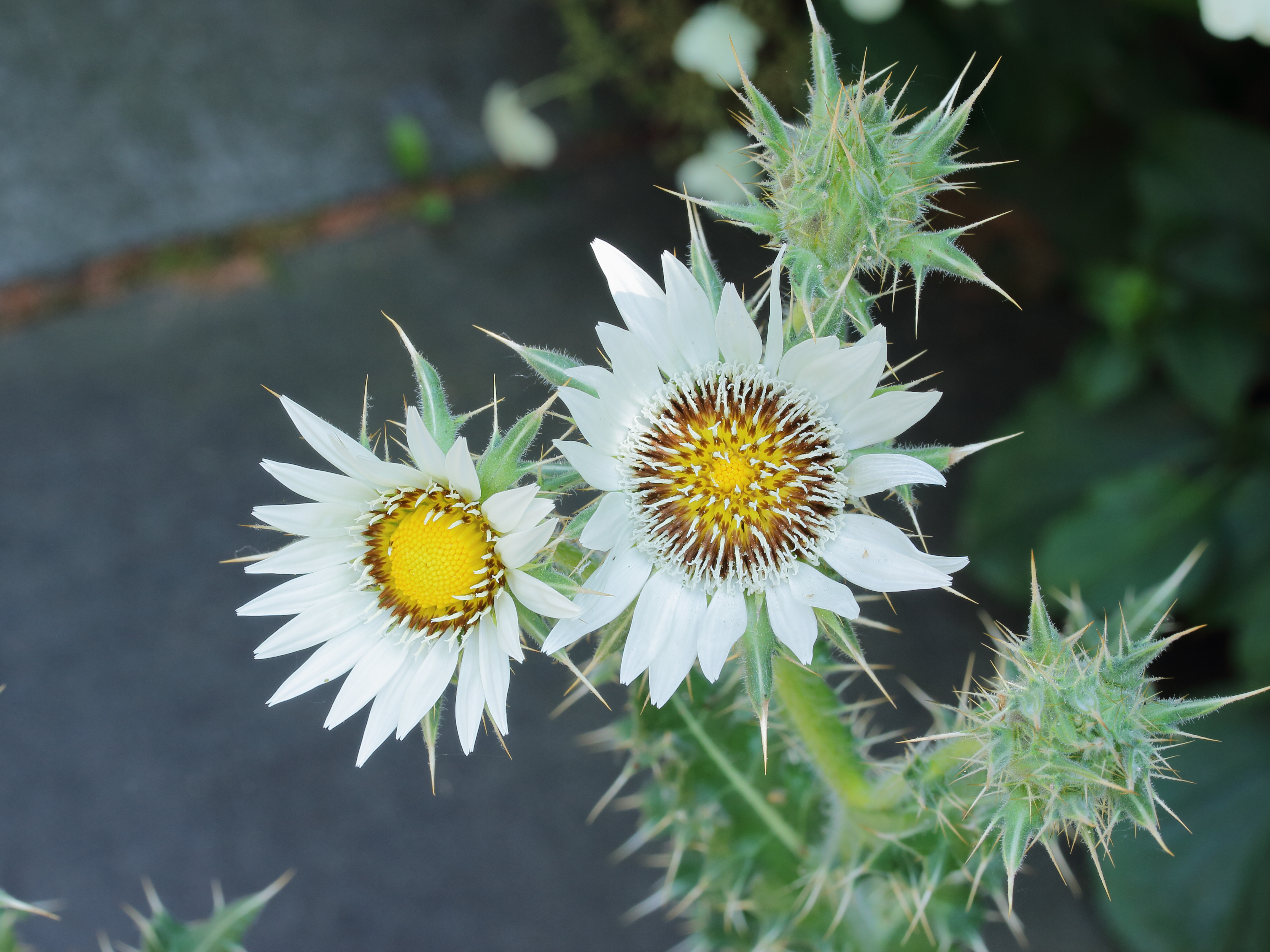 Berkheya 01