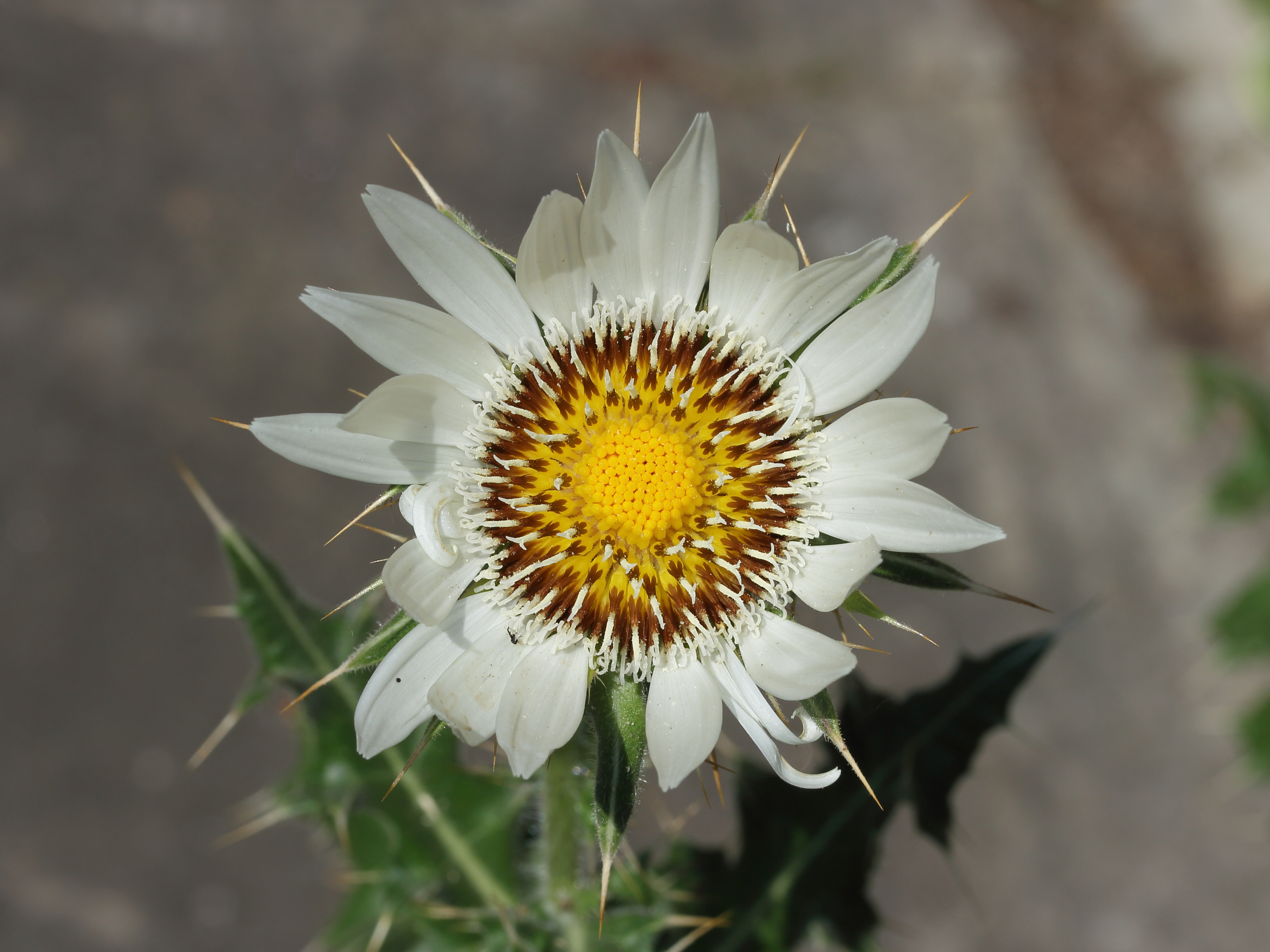 Berkheya 02