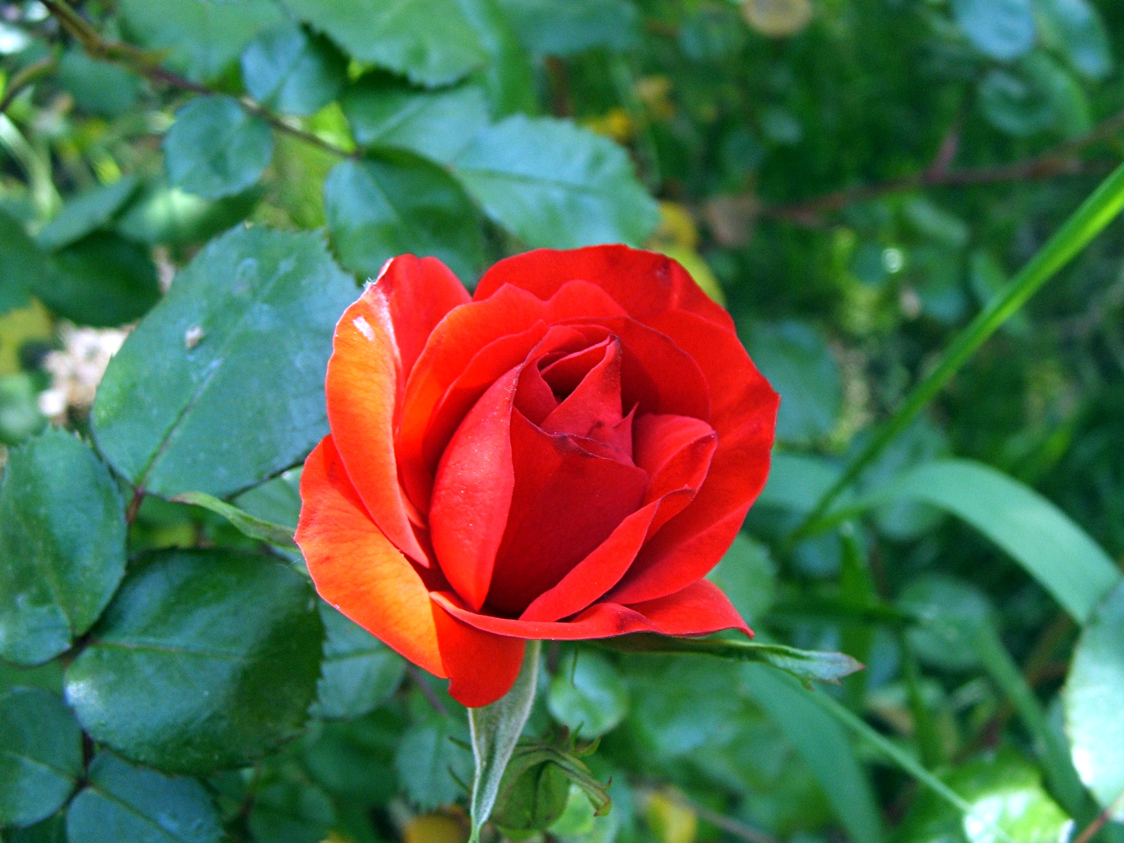 Biella-Rosa-DSCF9266