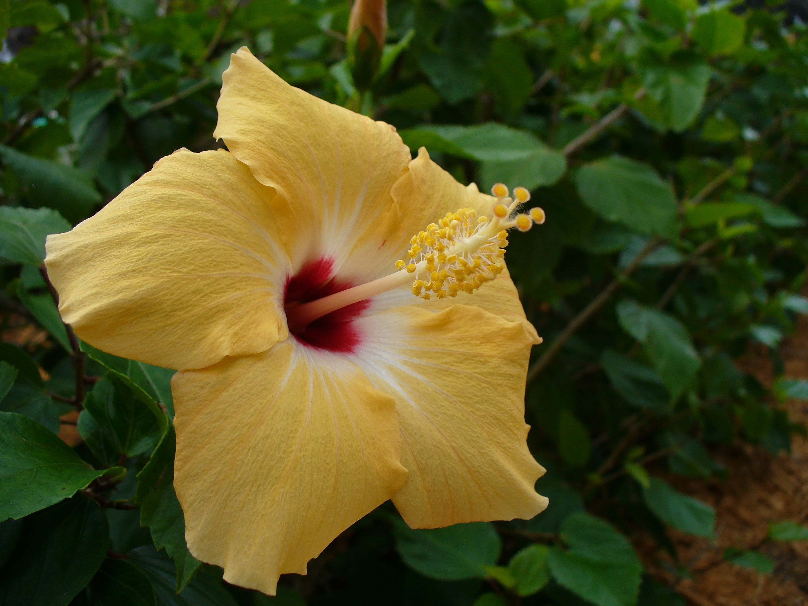 Bigflower3