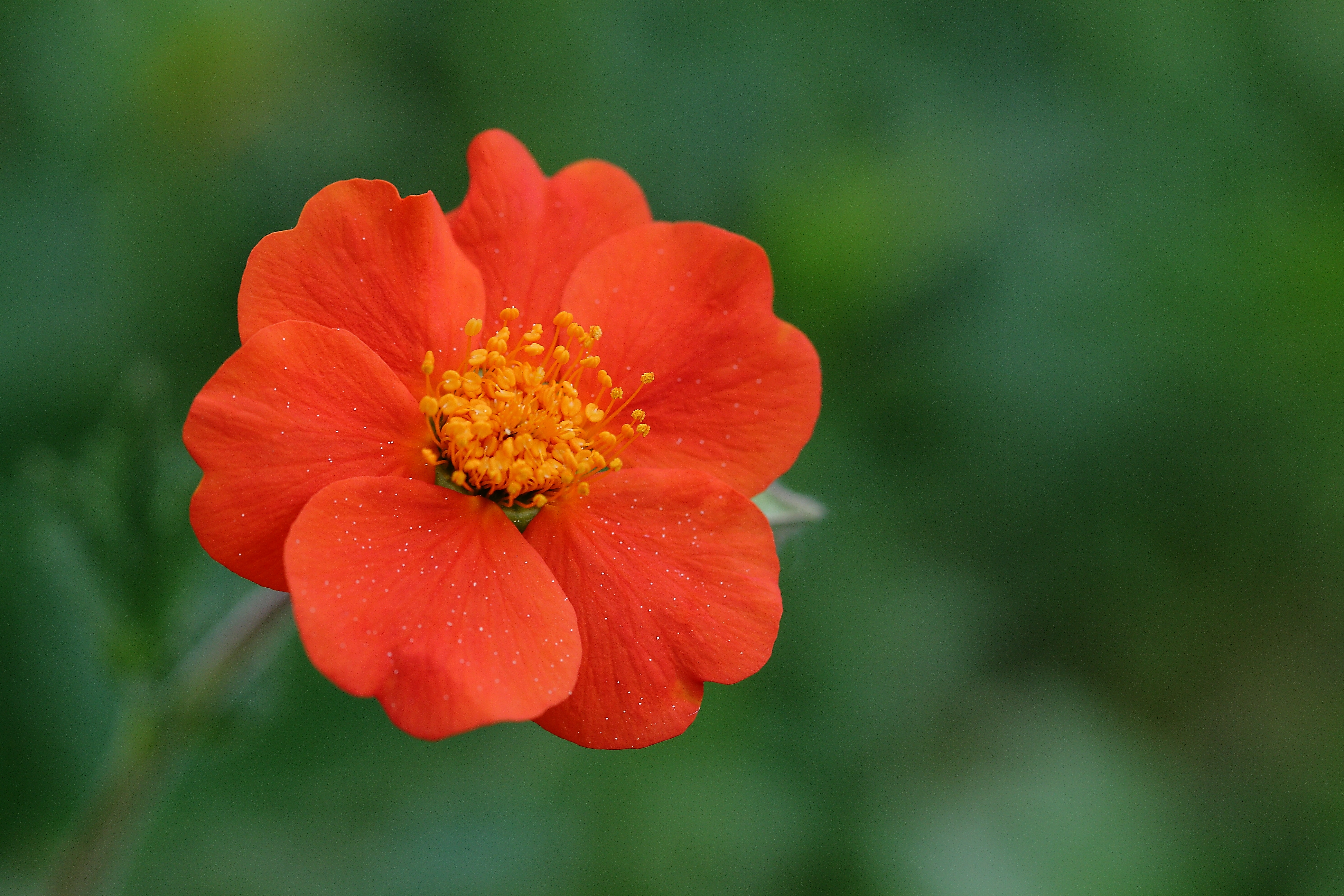 Blüte4719