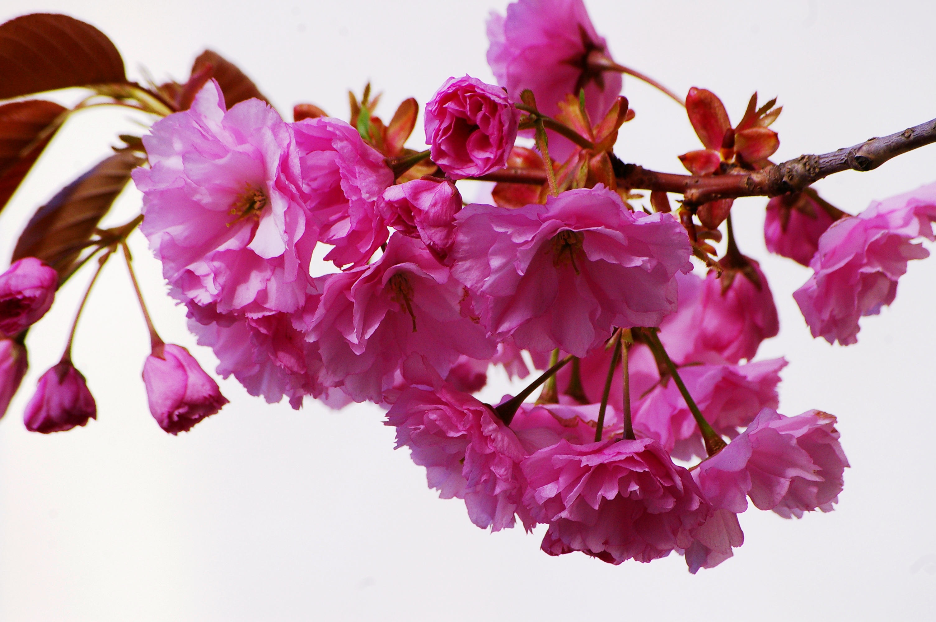 Blüte5
