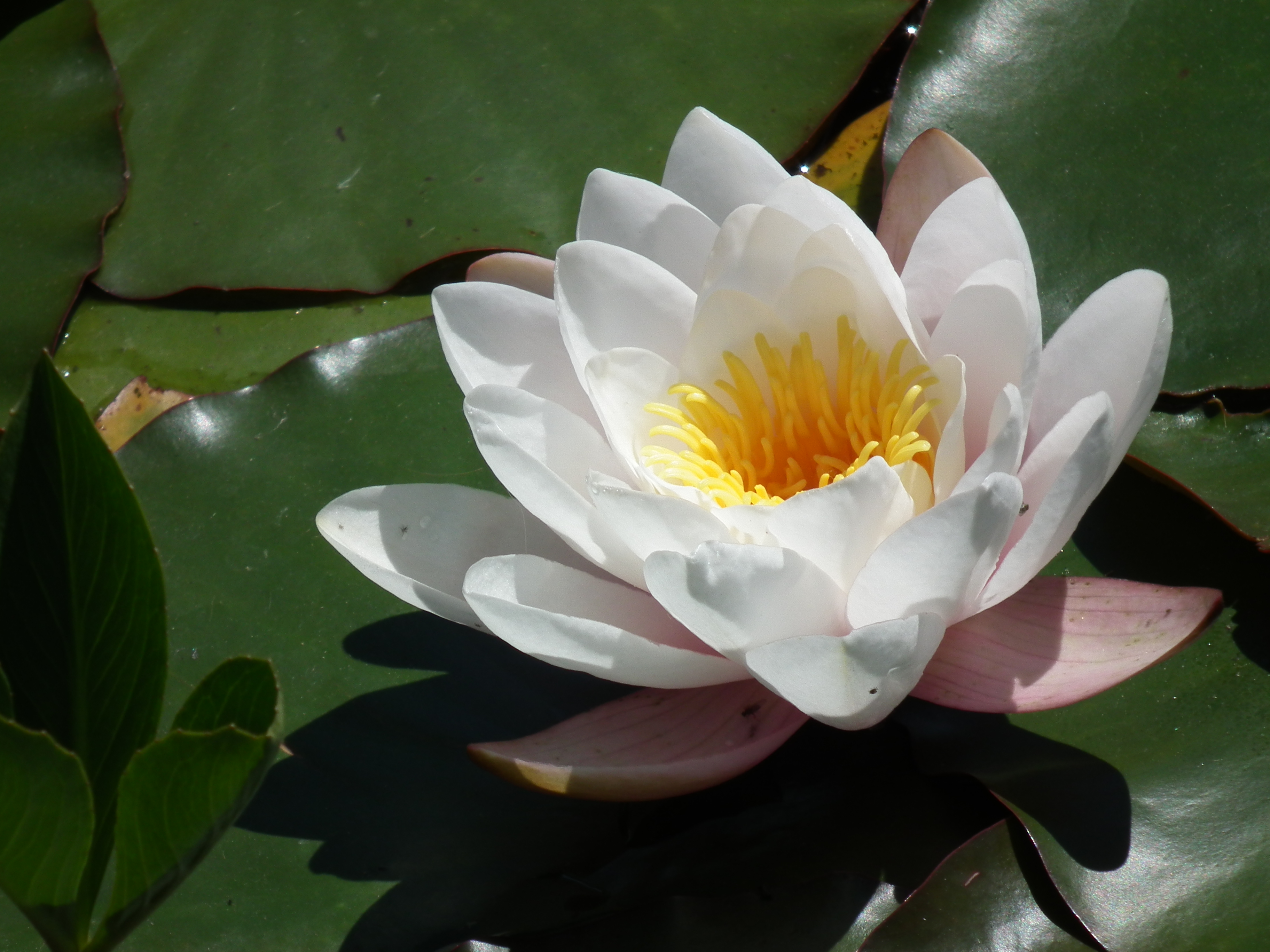 Blüte einer weißen Seerose