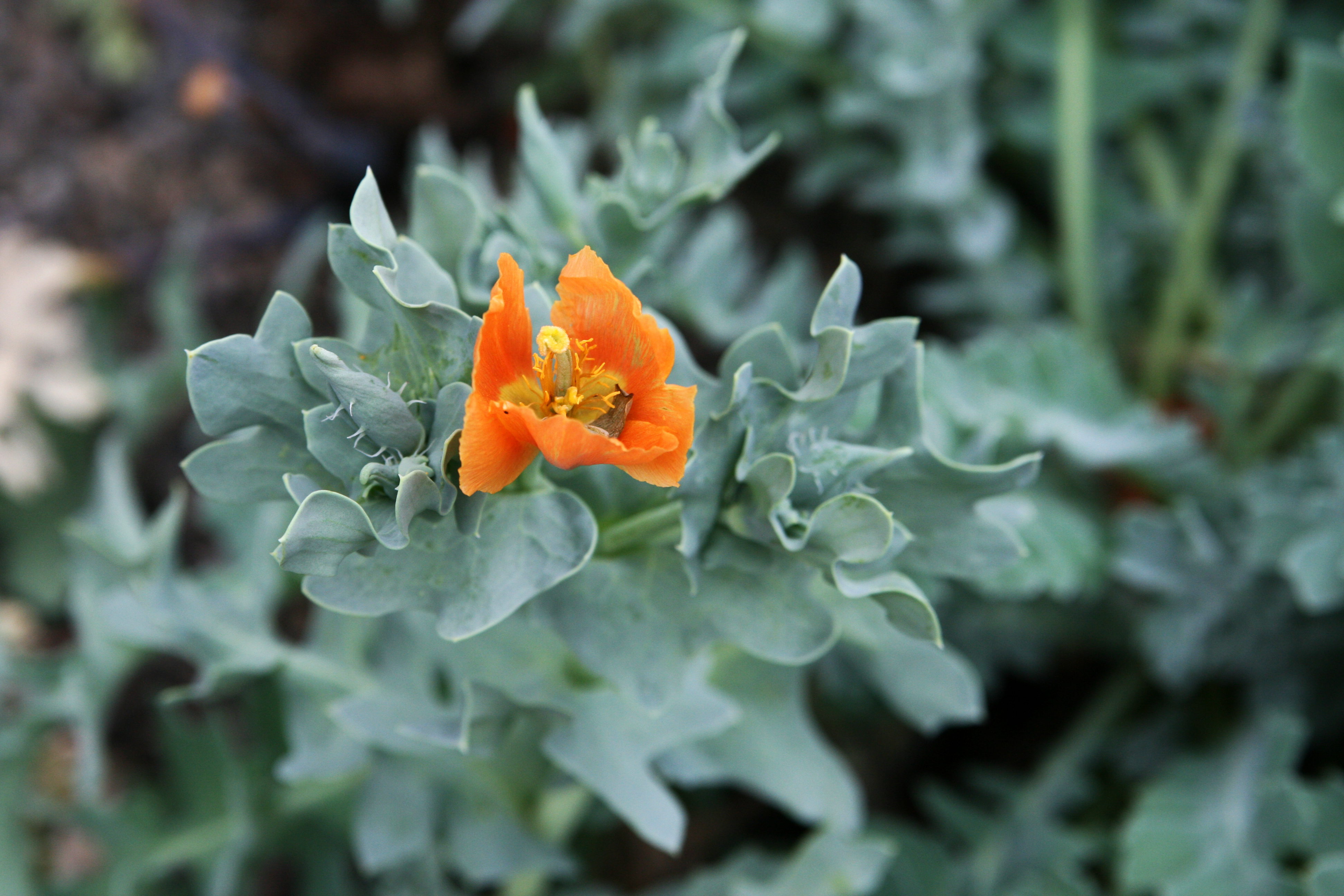 Blackspot hornpoppy (3816625430)