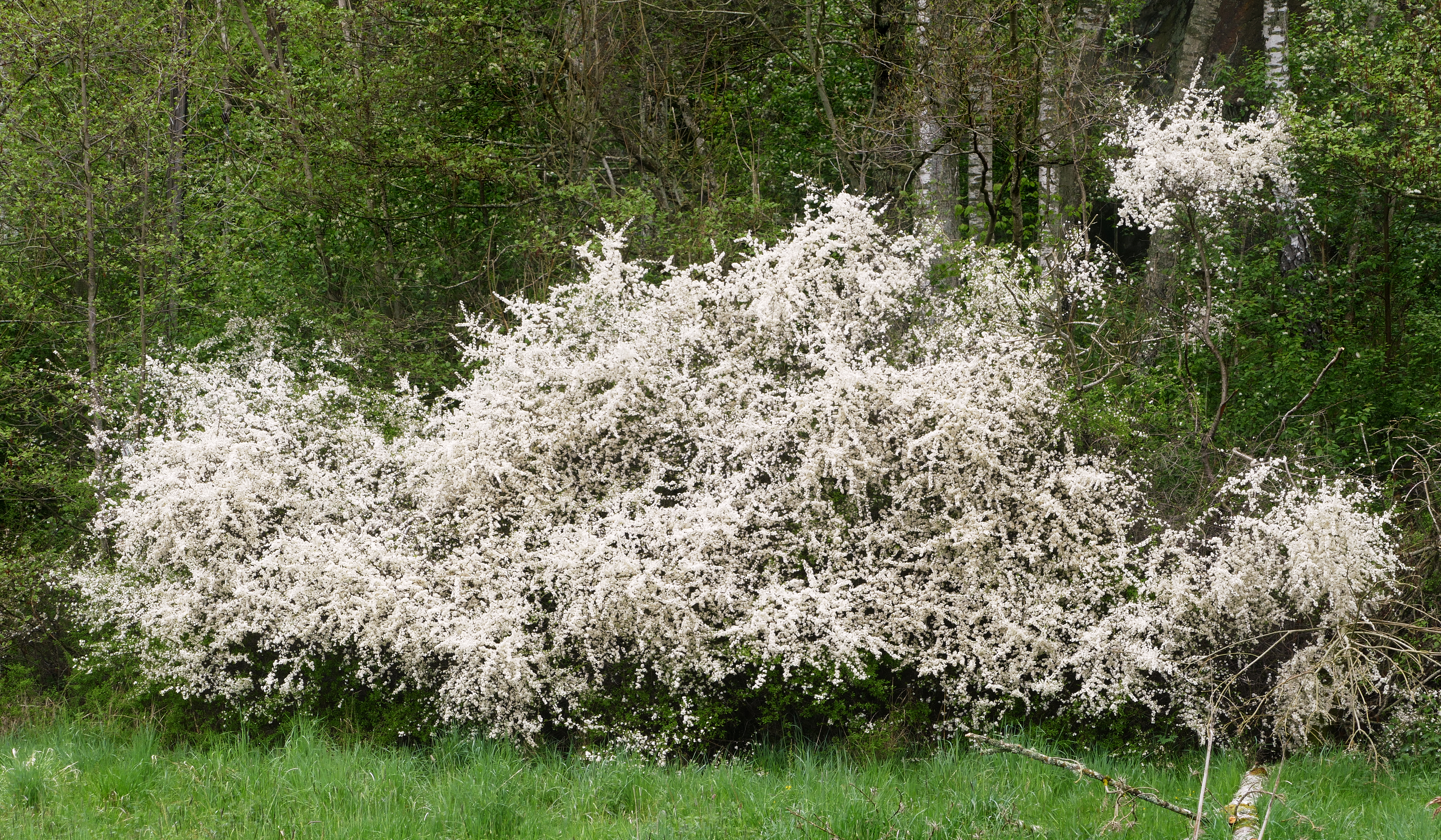Blackthorn bushes at Holma 2