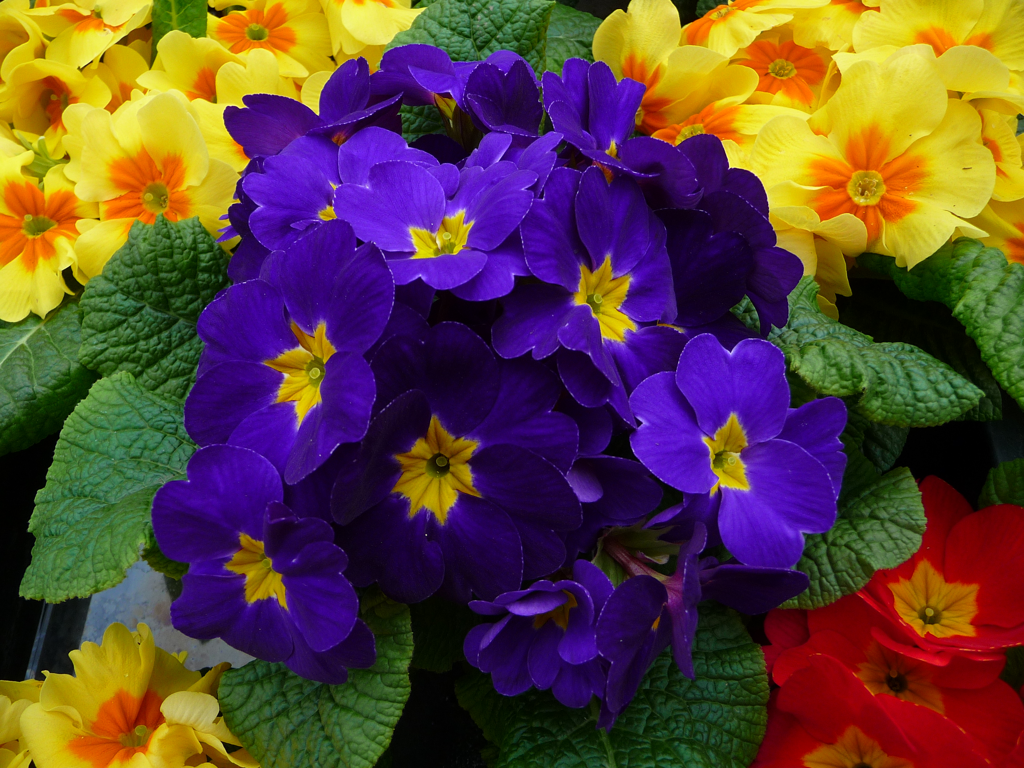 Blaue Primeln