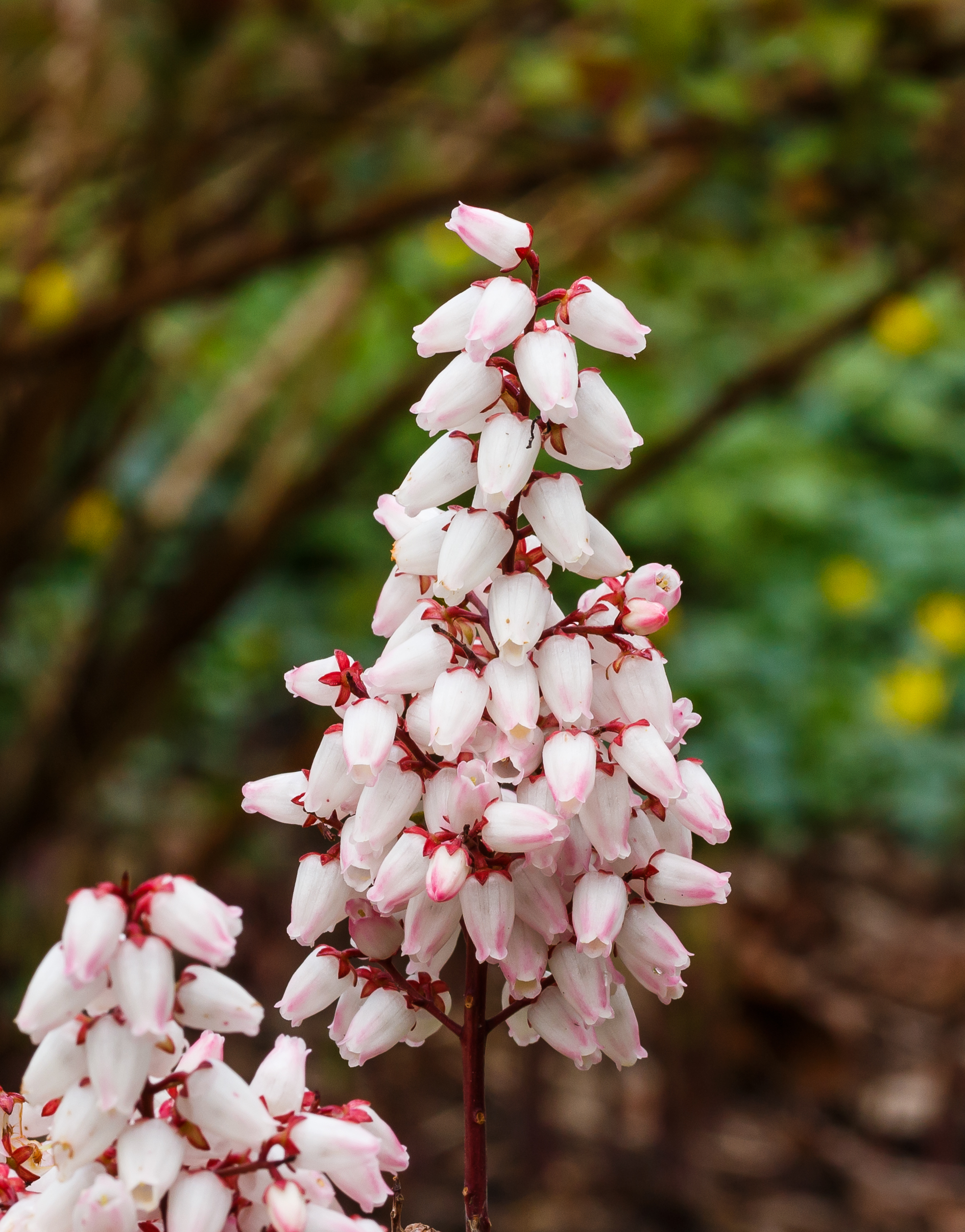 Bloeiwijze van Pieris japonica 'Bonfire'. Locatie, Tuinreservaat Jonkervallei 02