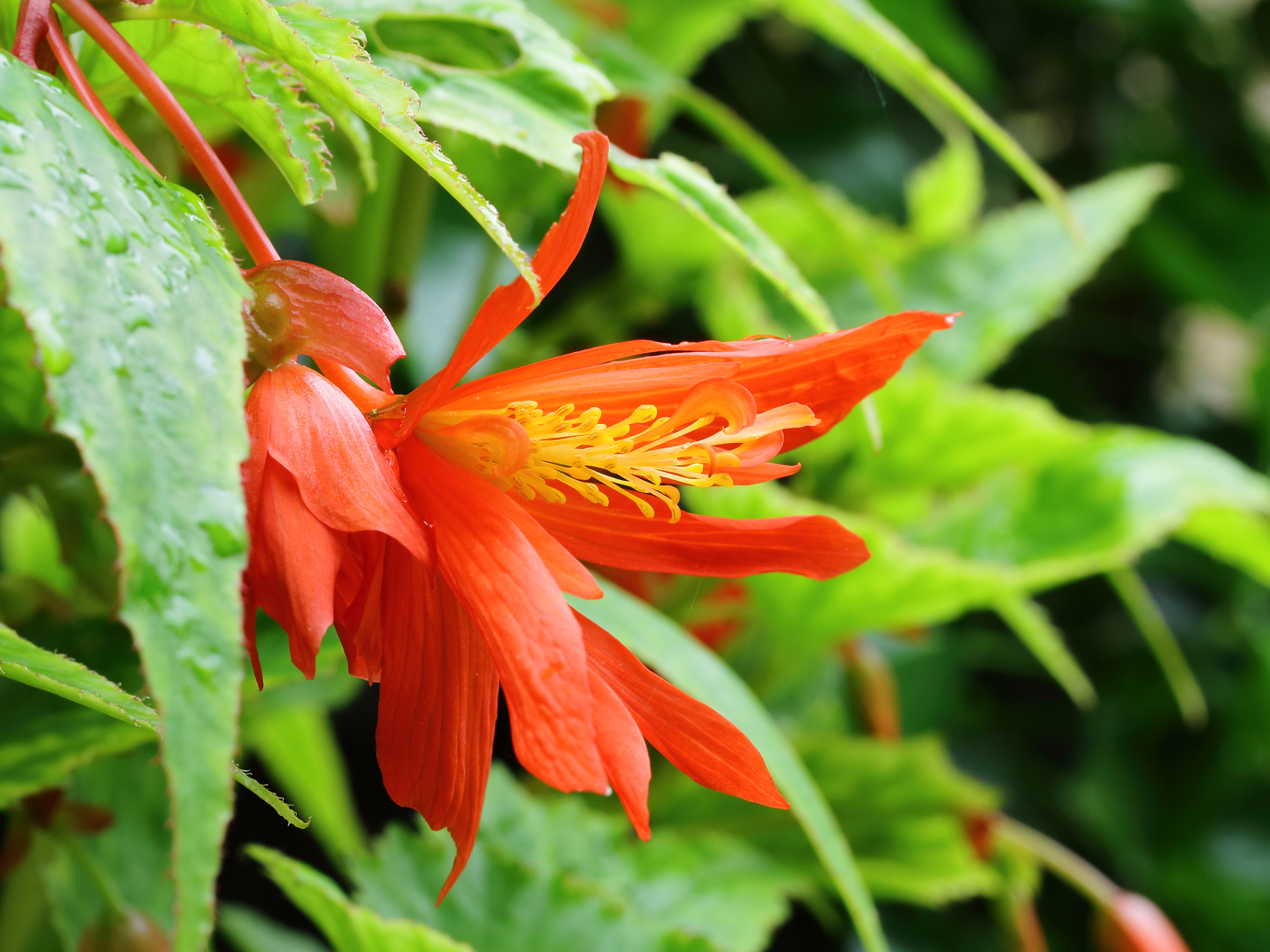 Bloem van Begonia pendula
