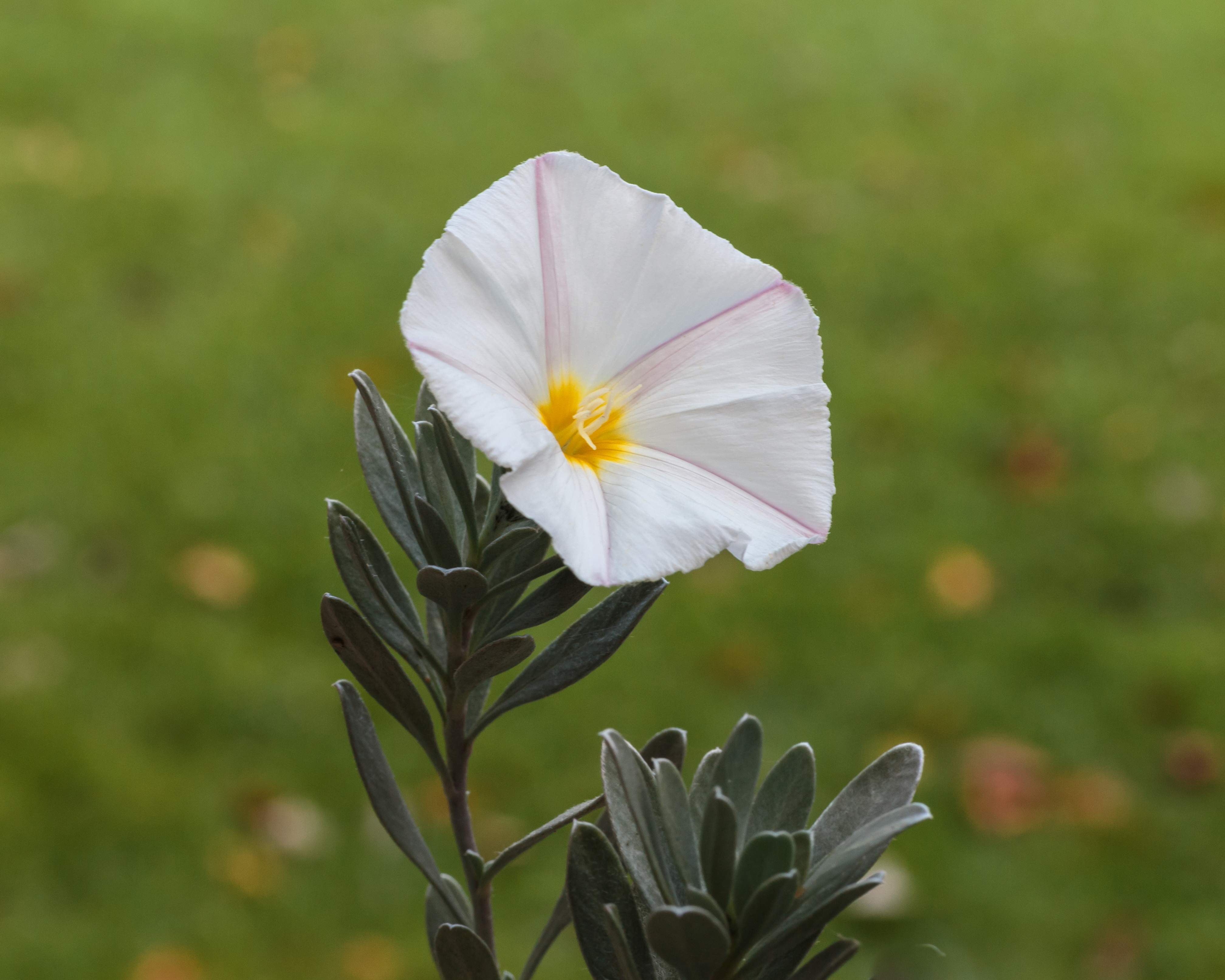 Bloem van Convolvulus cneorum (Zilverwinde). (d.j.b.) 01