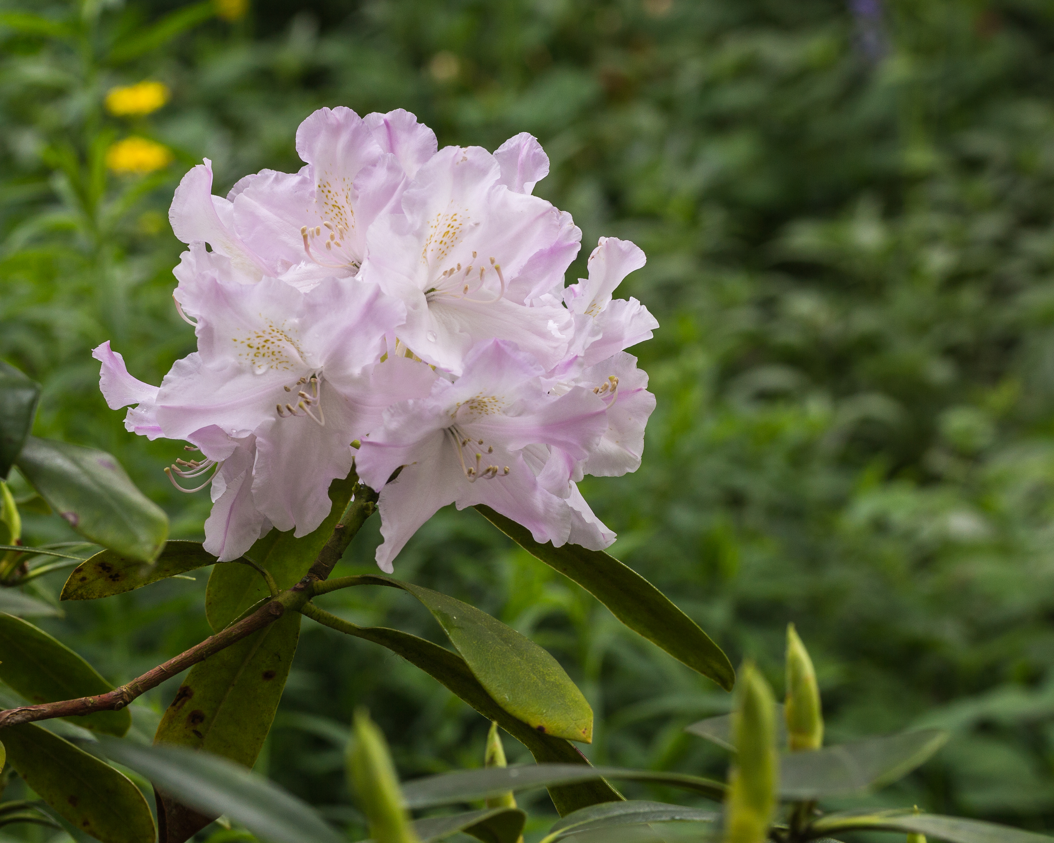 Bloem van een Rhododendron in een mooie zachte tint 02