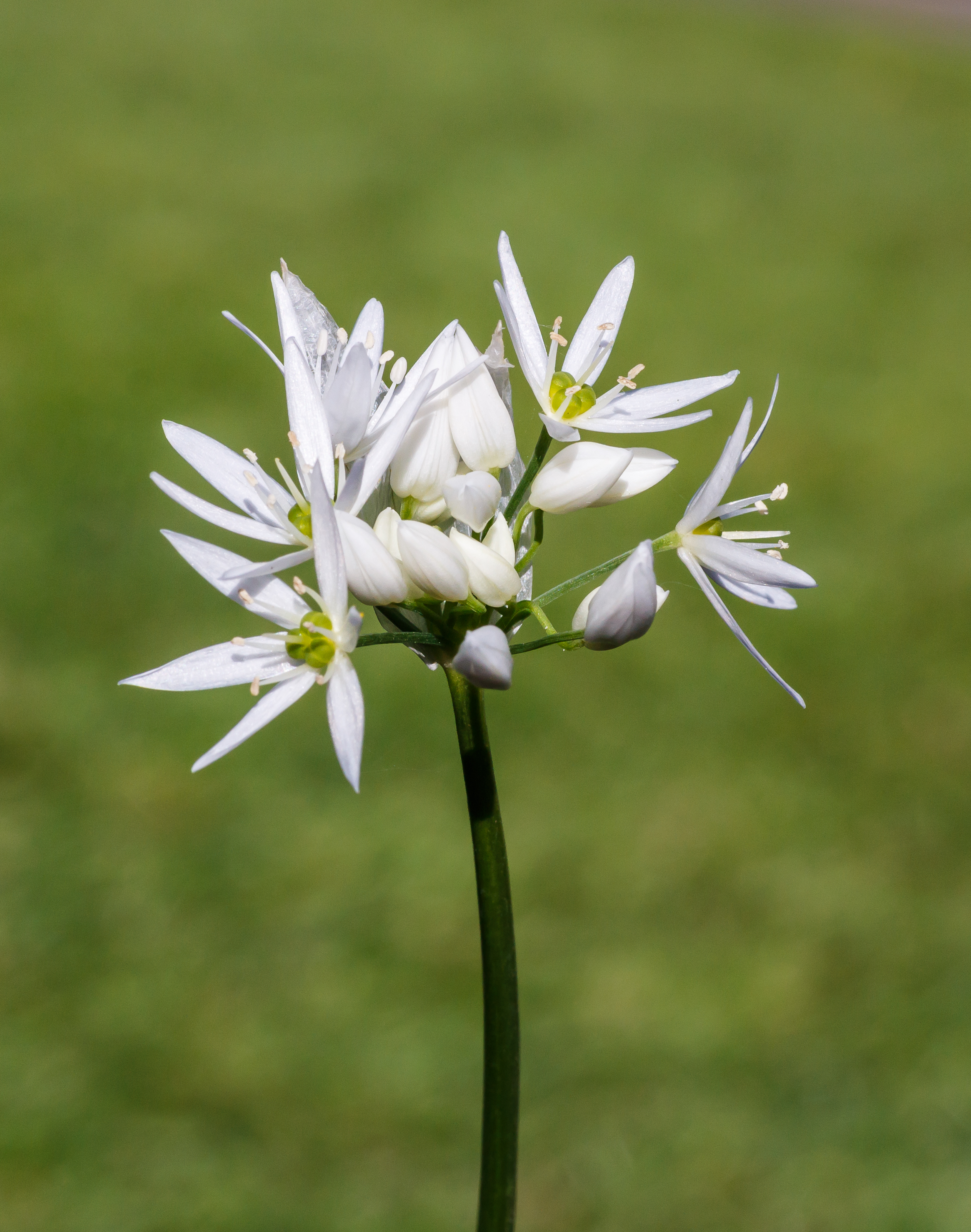 Bloemen en knoppen van daslook (Allium ursinum). Locatie, De Famberhorst 01