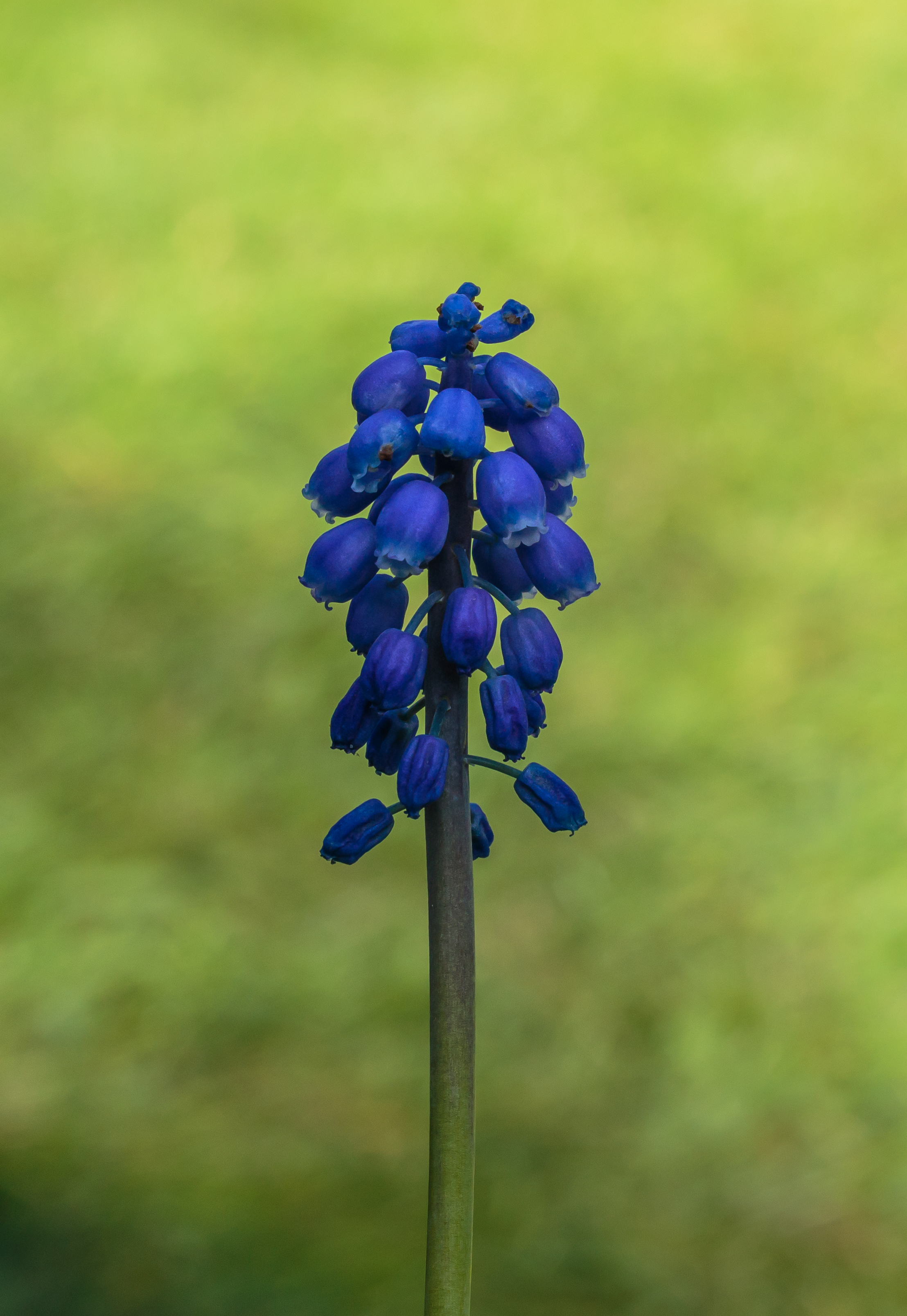Bloemen van blauw druifje (Muscari botryoides) Locatie, De Famberhorst 02