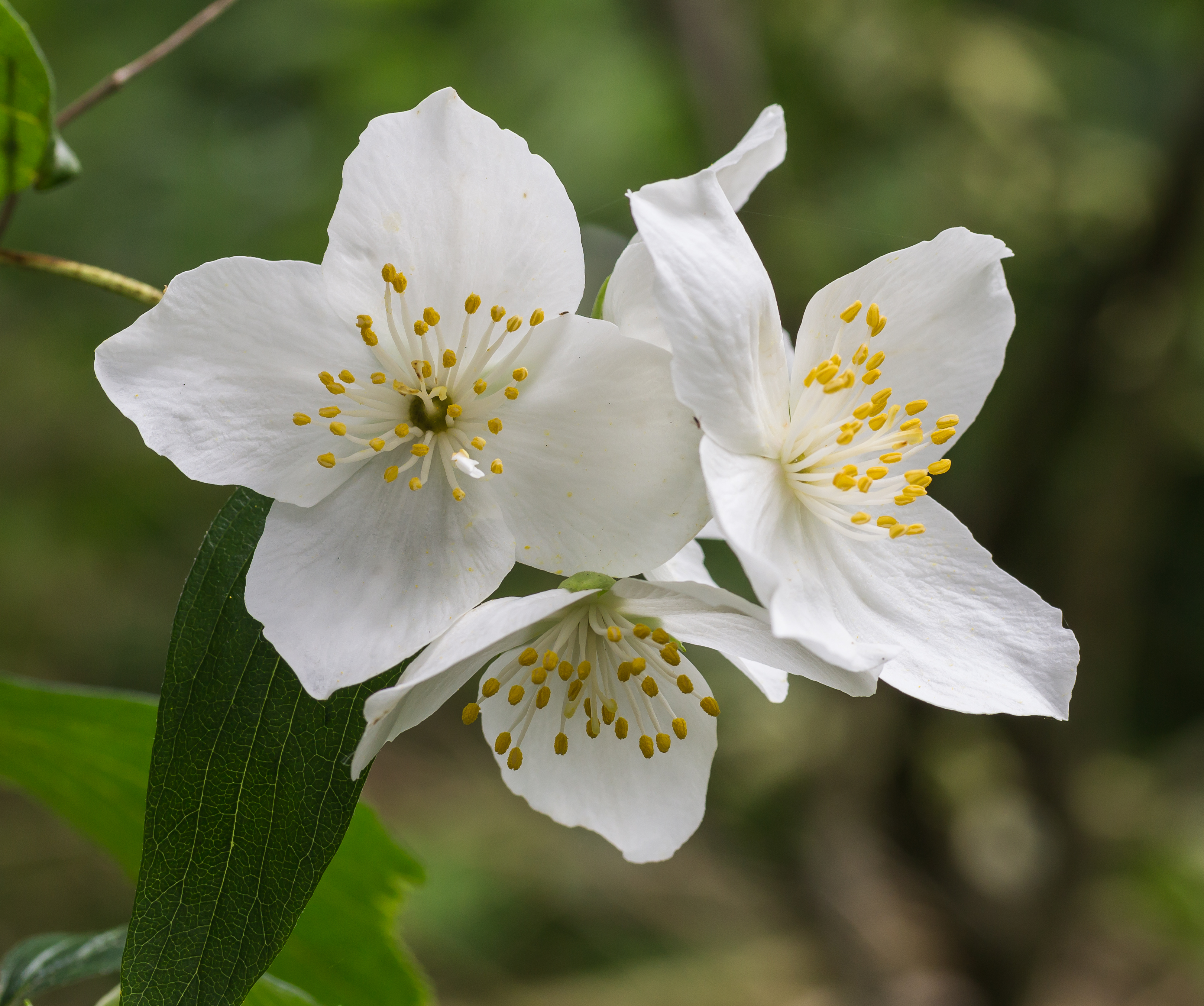 Bloemen van de Boerenjasmijn (Philadelphus microphyllus). Locatie, Tuinreservaat Jonkervallei 03
